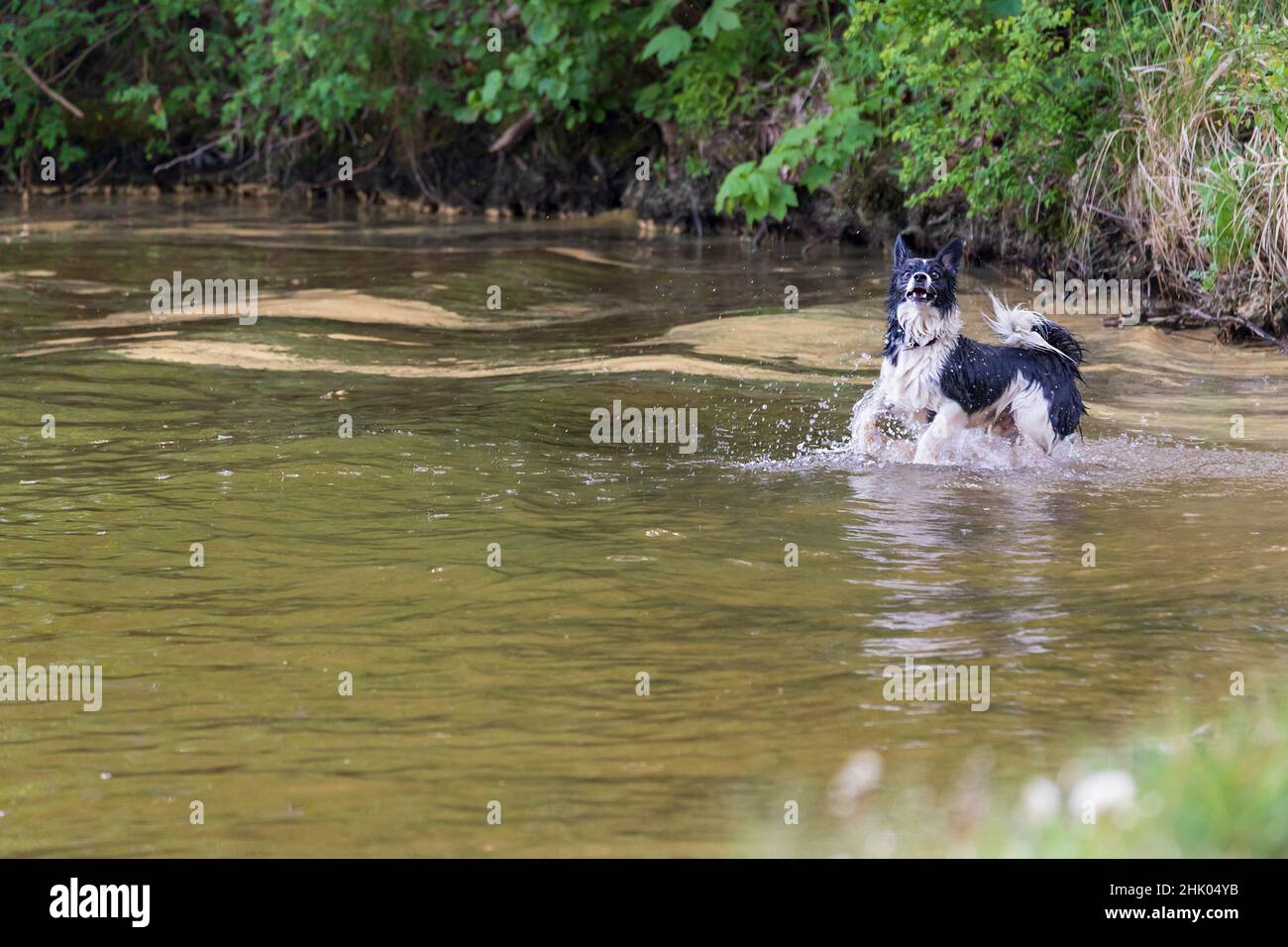 Il cane bianco e nero recupera un bastone dall'acqua. Gocce d'acqua stanno volando intorno a lui. Ha un'espressione terrorizzata. Foto Stock