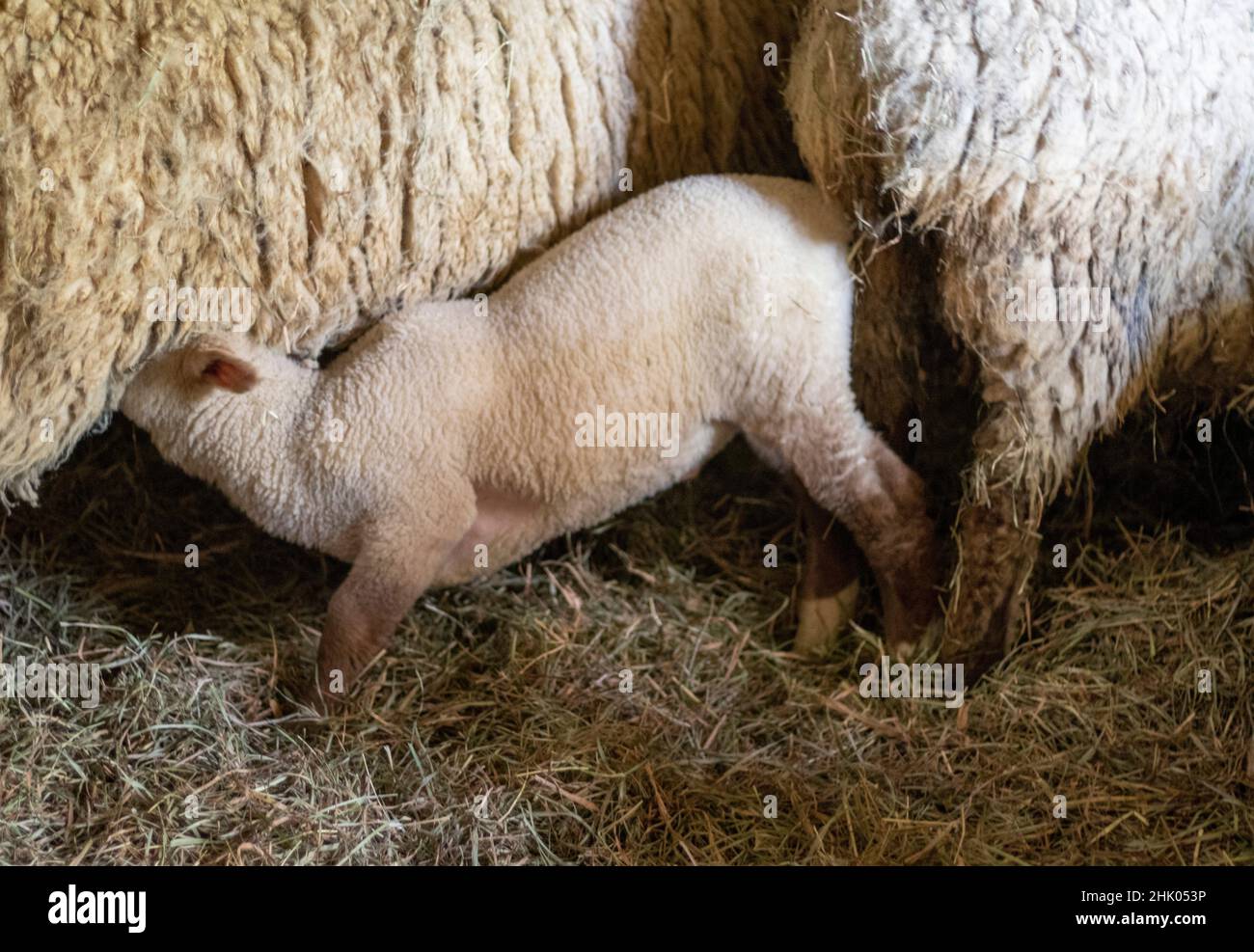Famiglia di pecore con agnello in fienile in piccola fattoria rurale in Pennsylvania, Stati Uniti Foto Stock