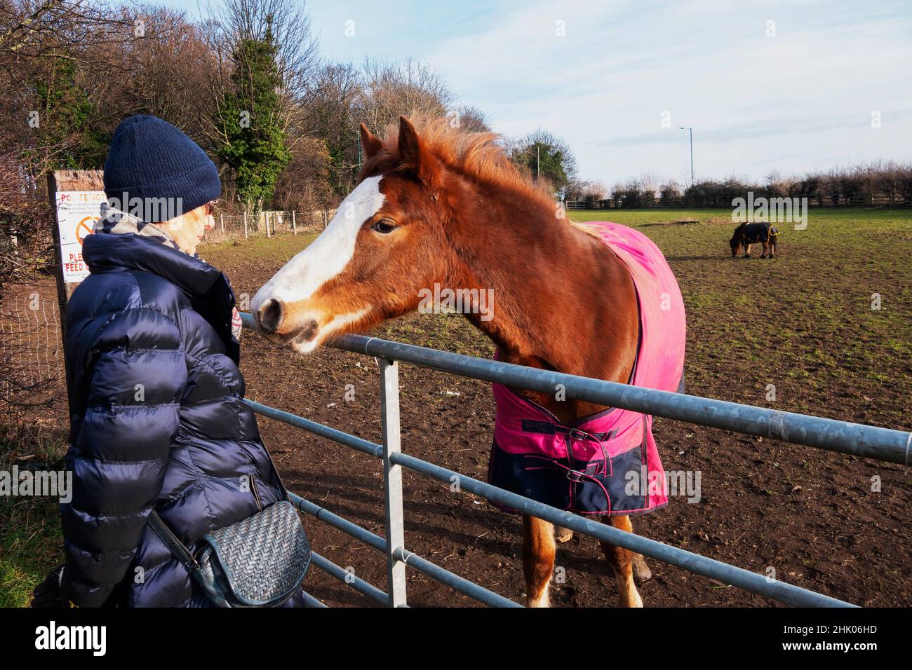 Signora anziana socializzazione con un cavallo marrone e bianco sopra un cancello fattoria con i cavalli Shetland Pony dietro Foto Stock