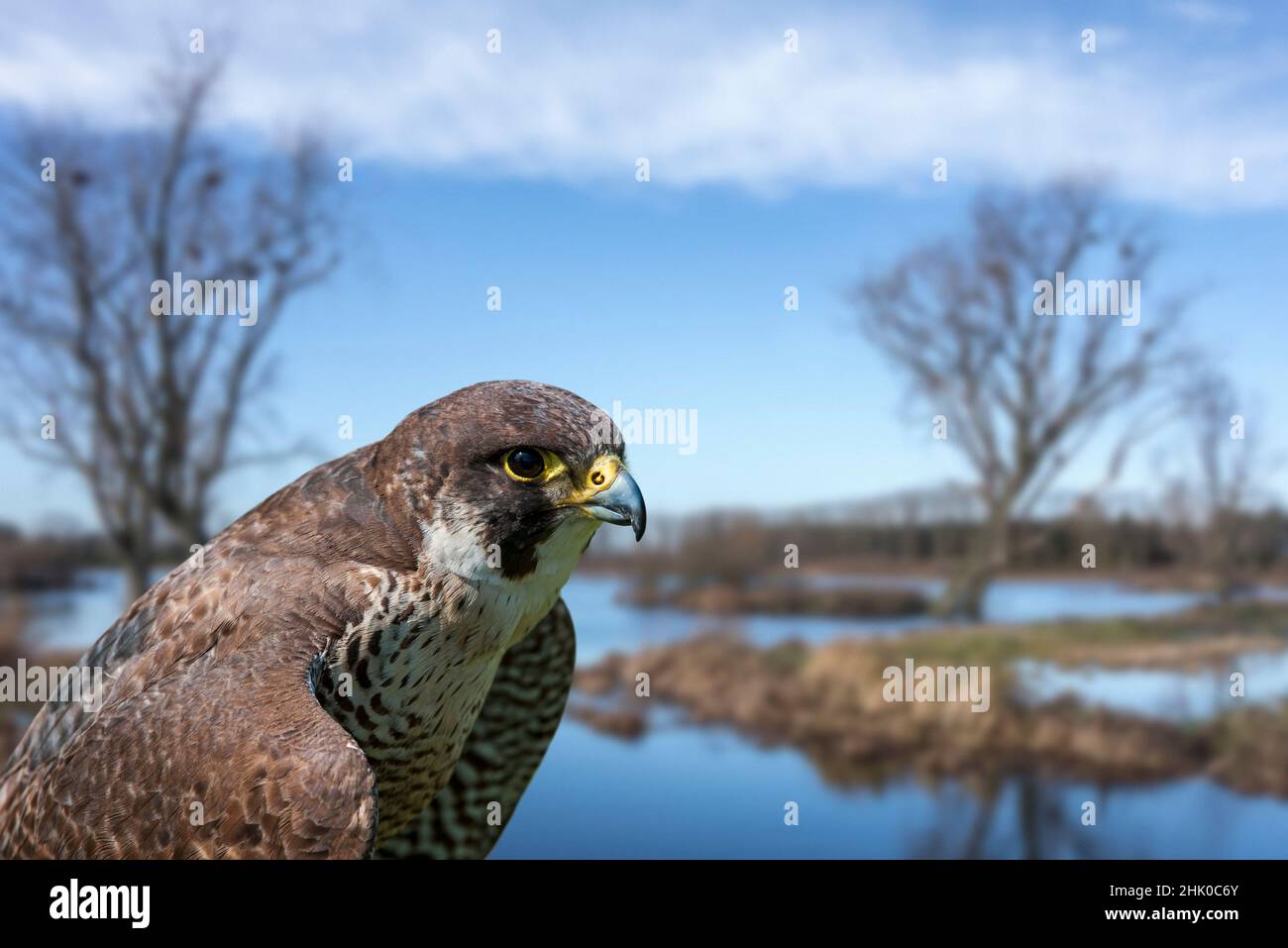 Falco peregrino (Falco peregrinus) primo piano ritratto di femmina in zone umide in inverno. Composito digitale Foto Stock