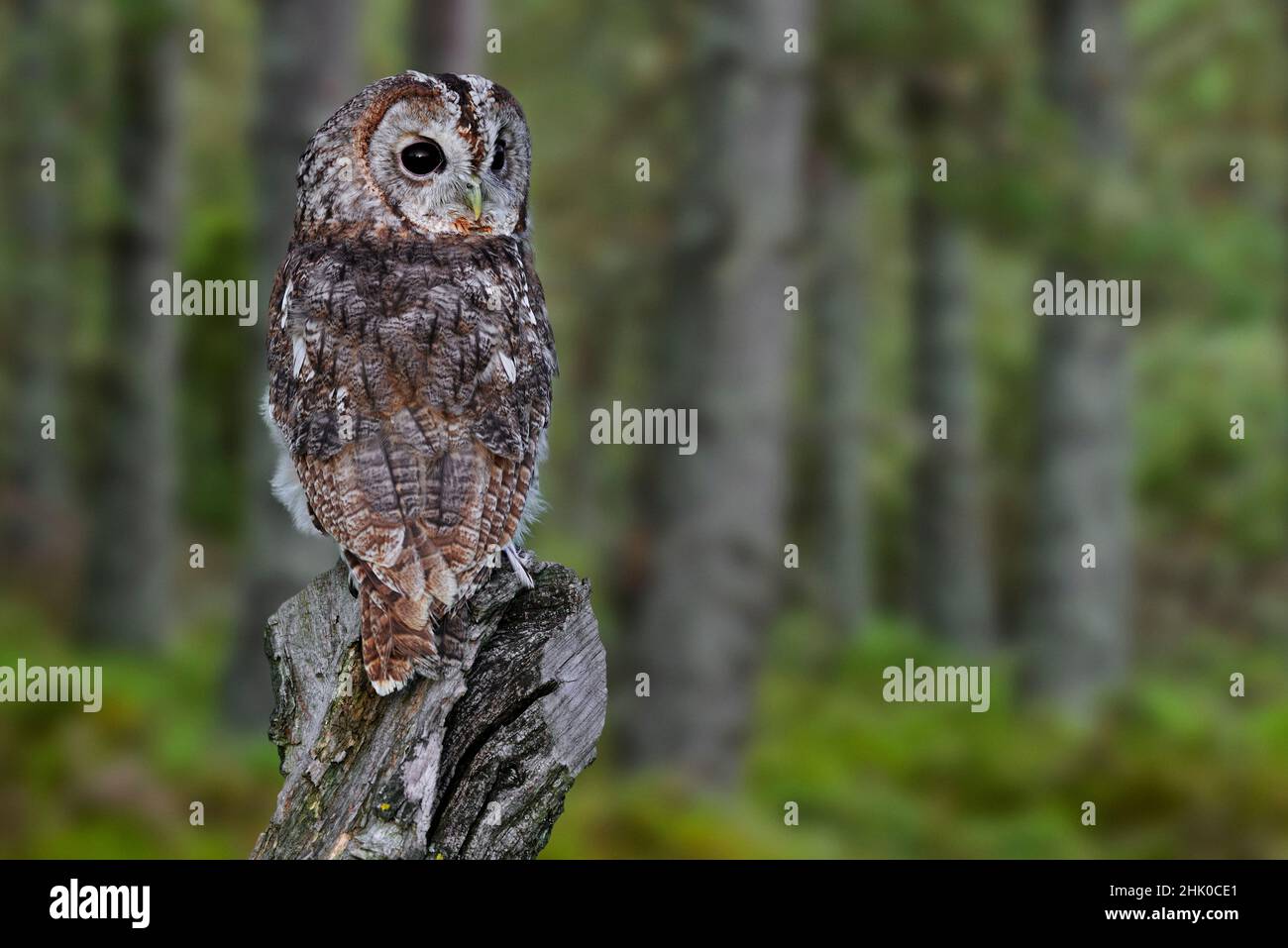 Gufo tawny / gufo marrone (Strix aluco / Strix Stridula) guardando indietro su ceppo di albero nella foresta di pini al tramonto Foto Stock