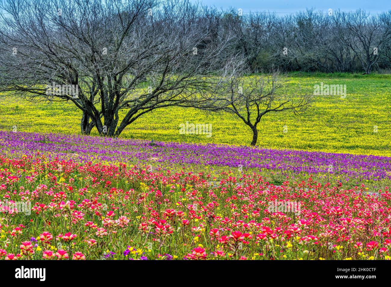 Fiori di campo in un ranch in Texas Foto Stock