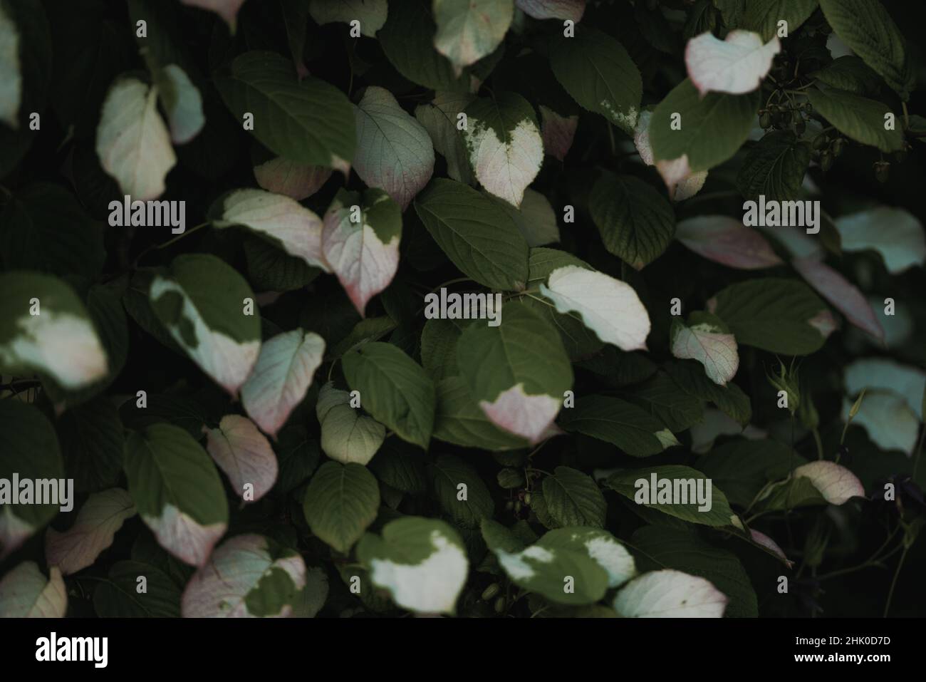 Impianto ornamentale di arrampicata in giardino. Foto Stock