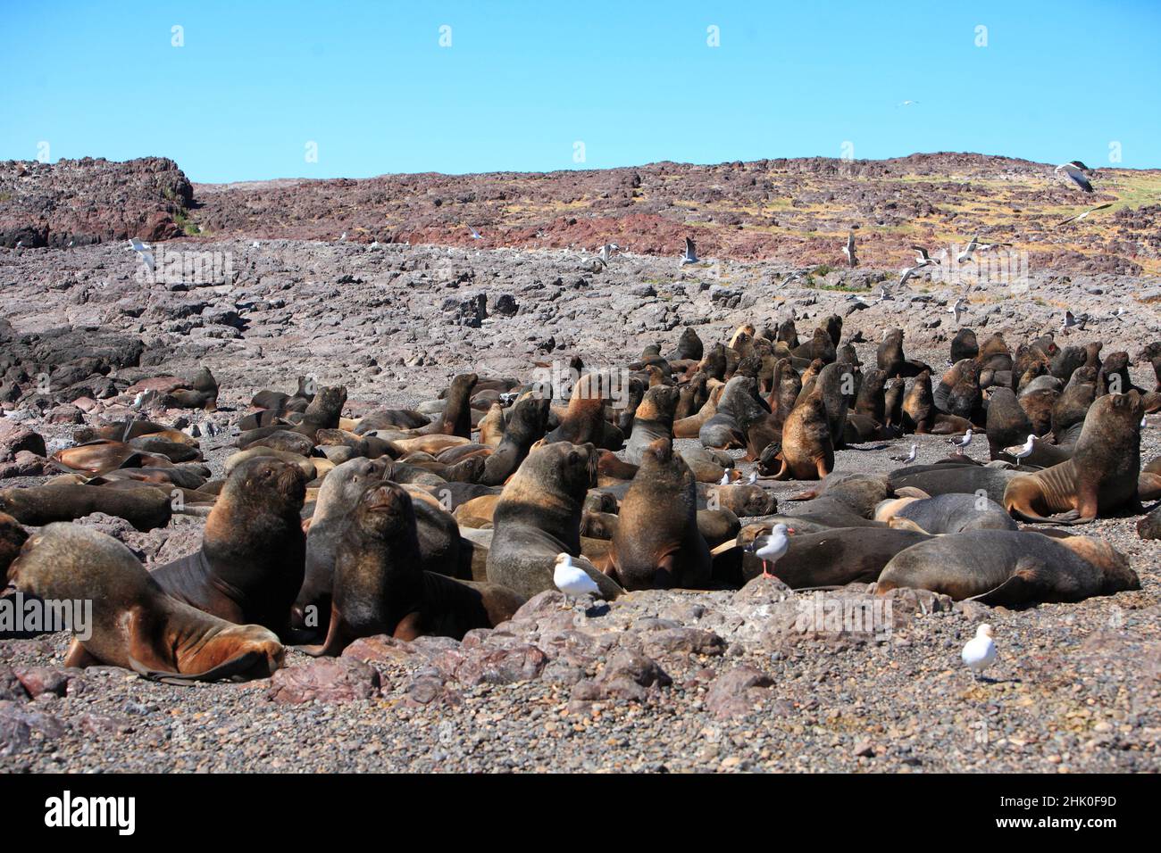 SEA SEA SEA SEA Lion , Patagonia , Argentina Foto Stock