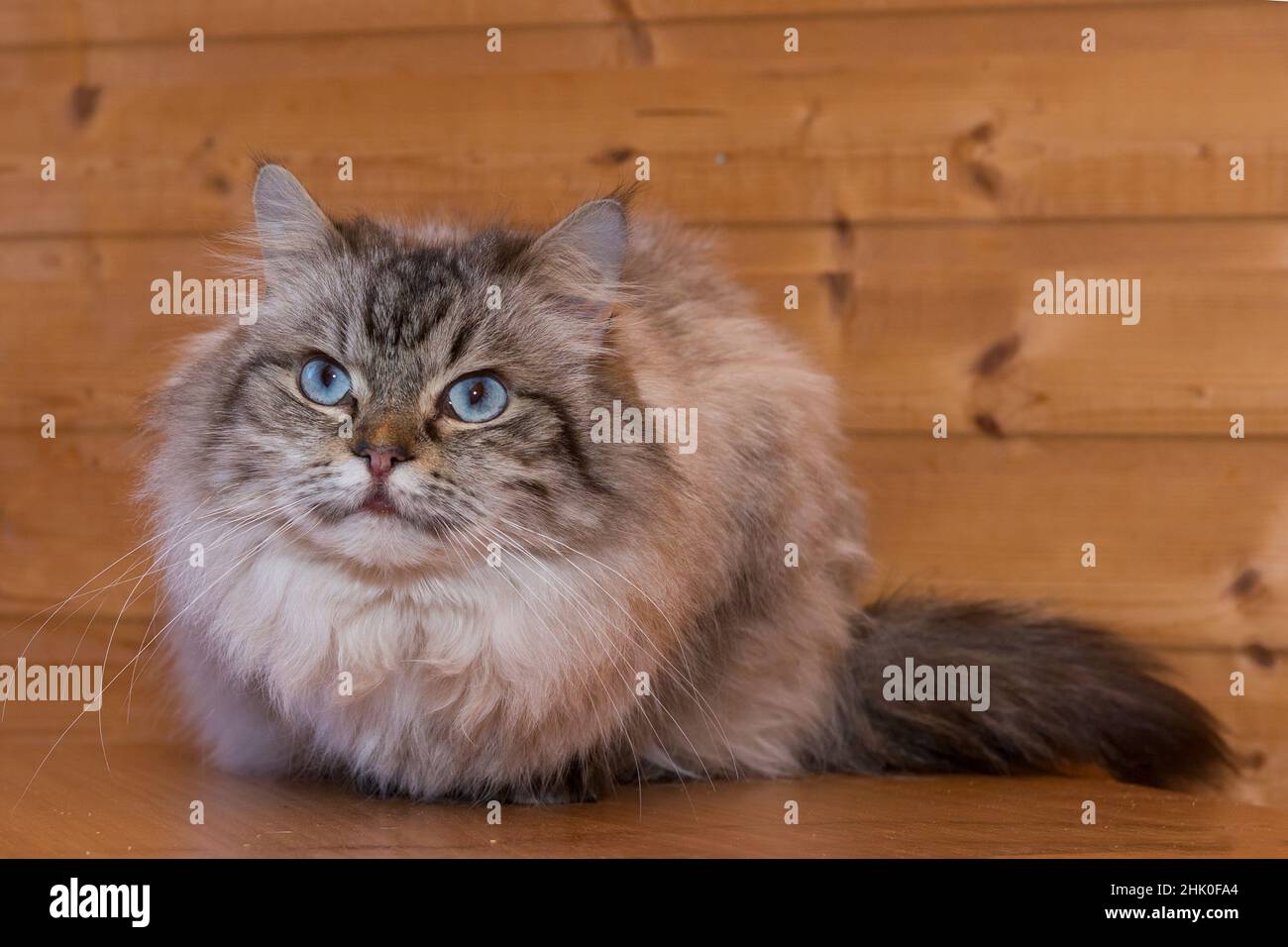 Bel gatto grigio con capelli lunghi e occhi blu contro un muro di legno. Foto Stock