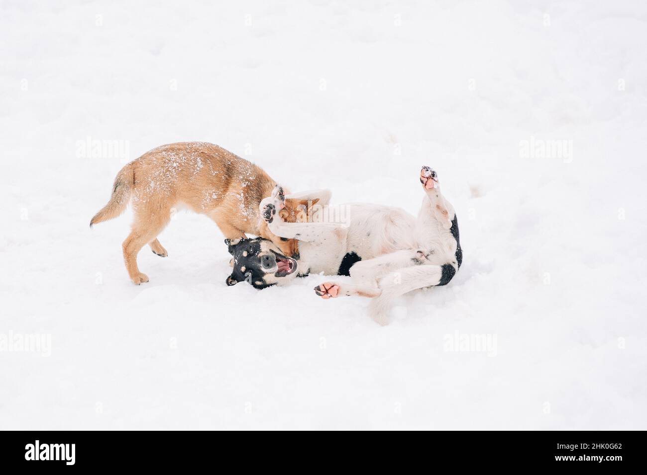 Due cani multibred randagi giocano su una neve bianca nel parco invernale. Animali domestici. Foto Stock