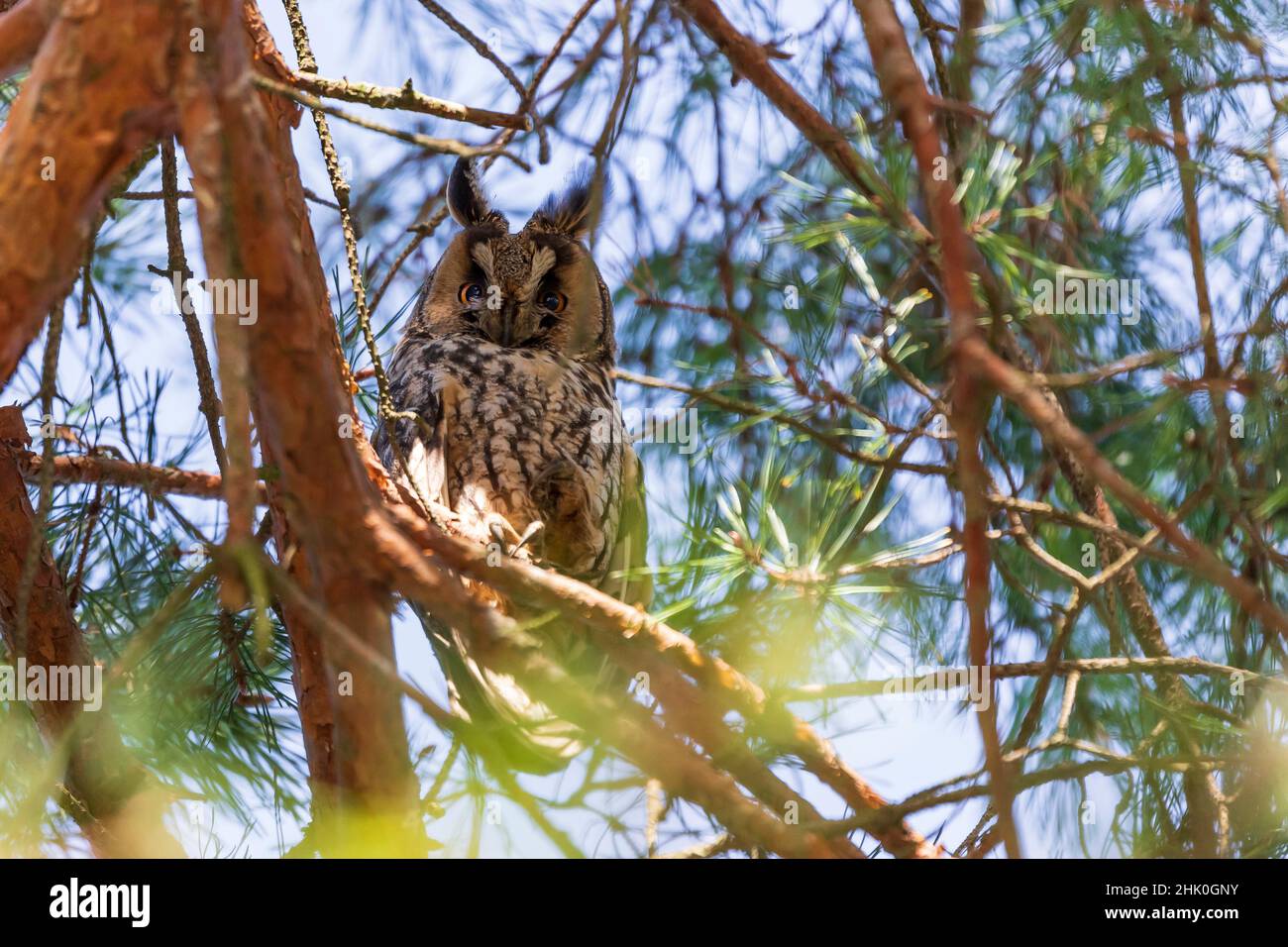 Gufo Asio otus - gufo dalle orecchie lunghe che riposa di giorno nei rami di un albero sempreverde. Foto selvaggia nella Repubblica Ceca. Foto Stock