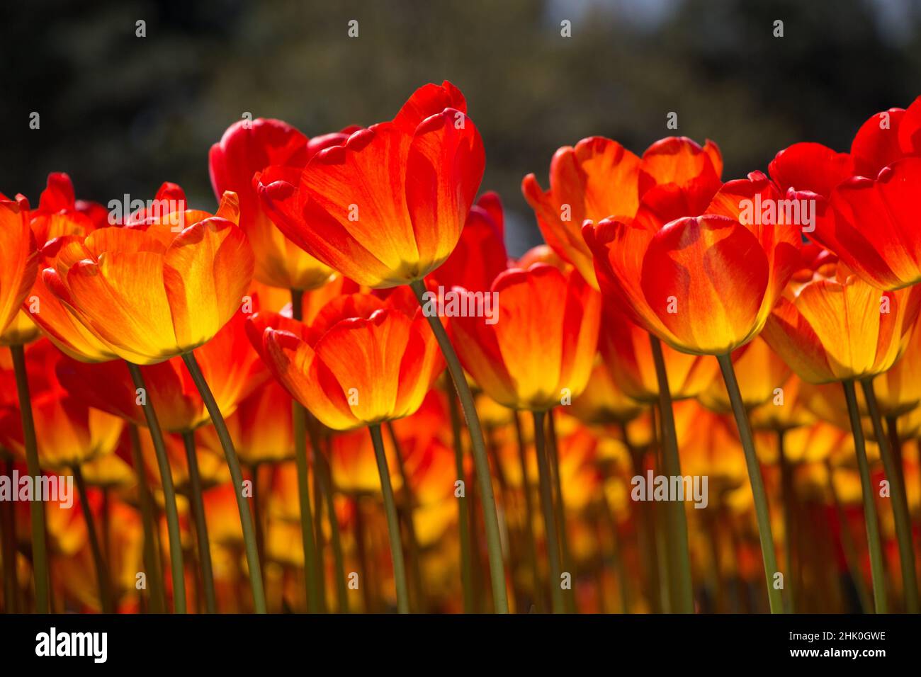 Fiori di tulipano di colore arancio fioriscono nel giardino. Foto Stock
