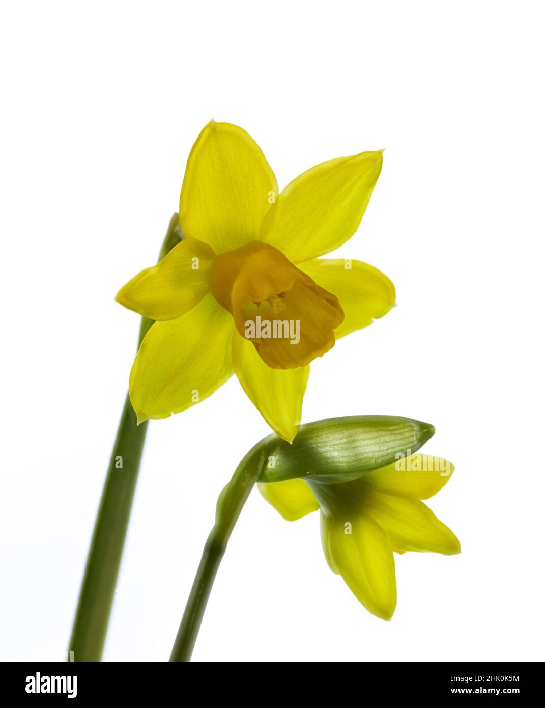 Primo piano di fiori di Narciso 'Tête-à-tête' isolato su sfondo bianco Foto Stock