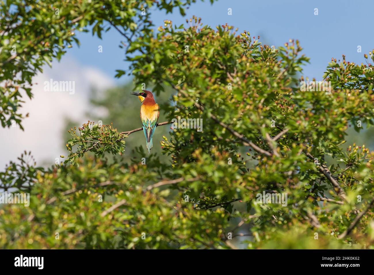 MEROPS apiaster - uccello europeo colourful ape-eater su uno sfondo verde bello con bokeh bello. Foto di natura selvaggia. Foto Stock