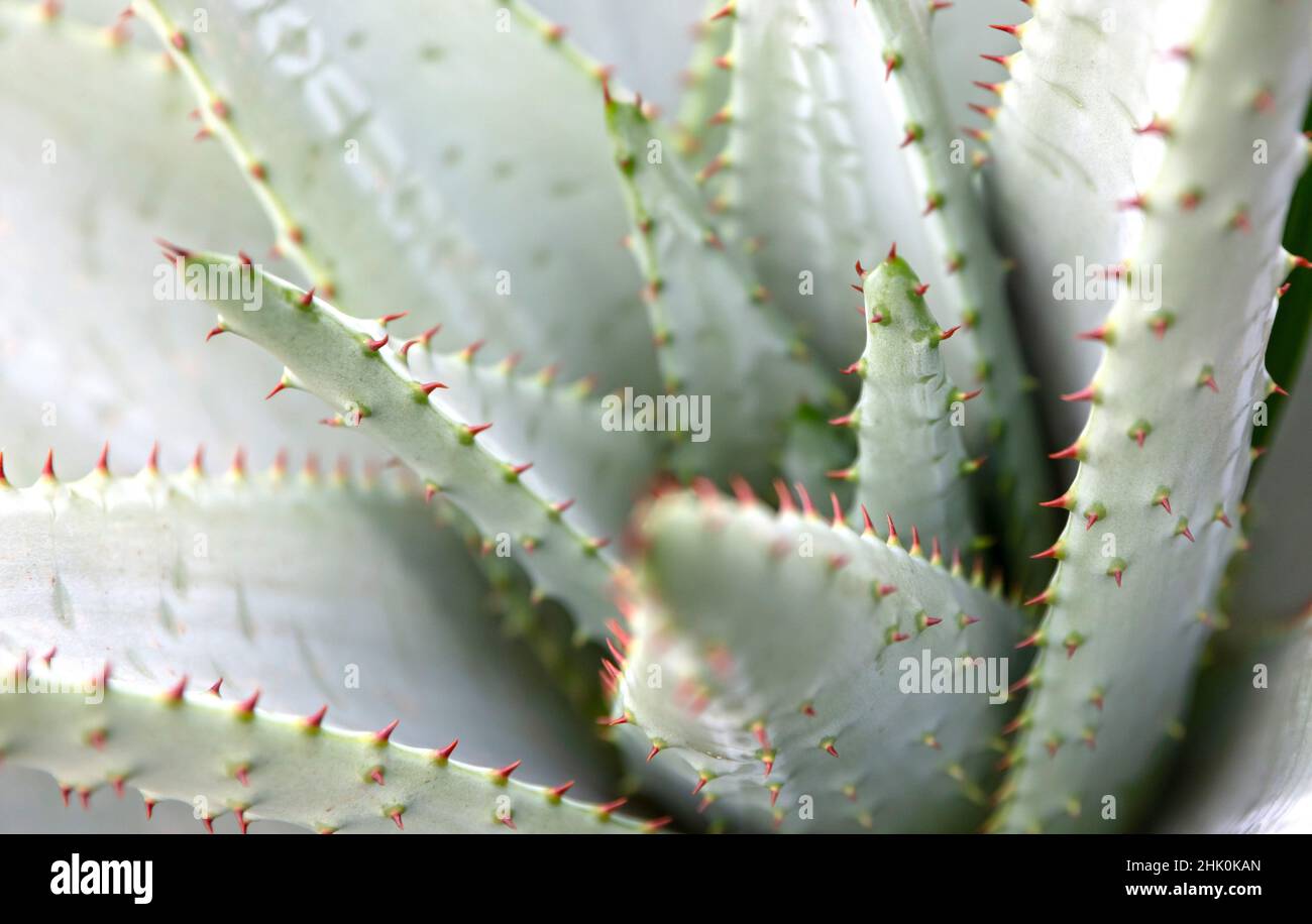 Aloe vera con spine ricci come si trova in natura, selettivo focalizzato  Foto stock - Alamy