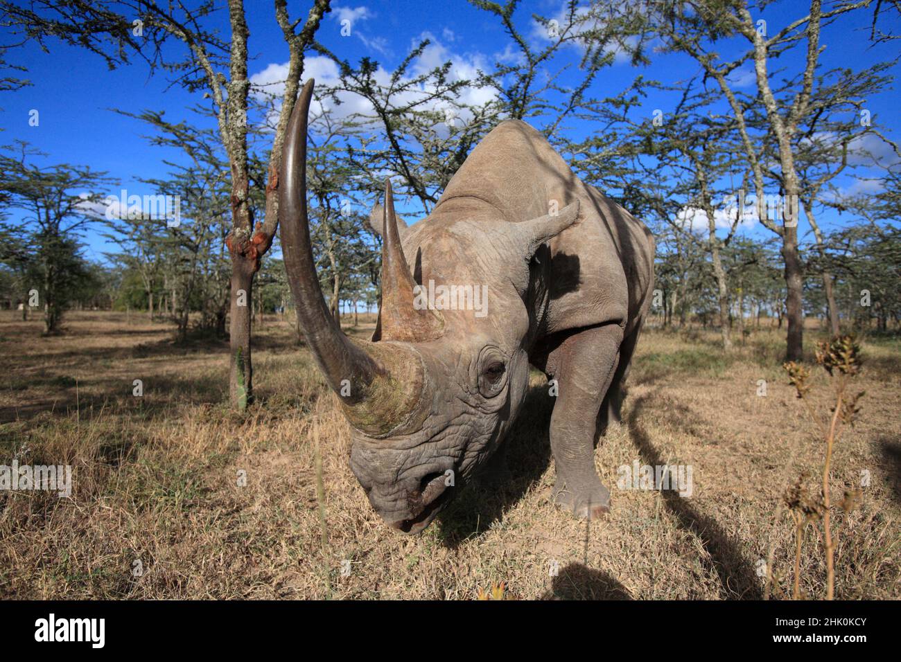 Ritratto di Rhinoceros nero, riserva d'acqua dolce Kenya, Africa Foto Stock