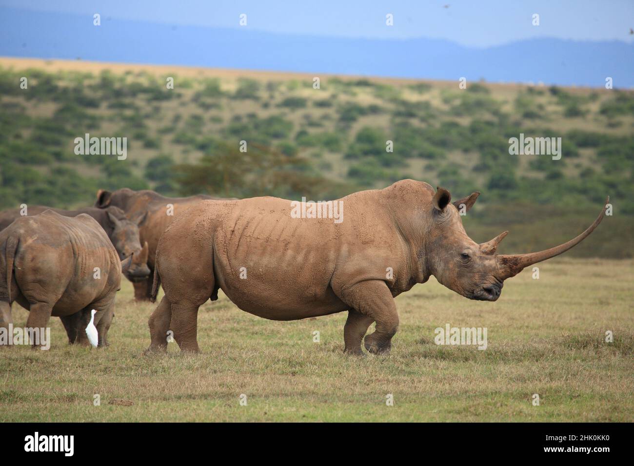 Rinoceronte nero con il più lungo Horn Africa ancora vivo, Solio ranch Rift valle, Kenya Foto Stock