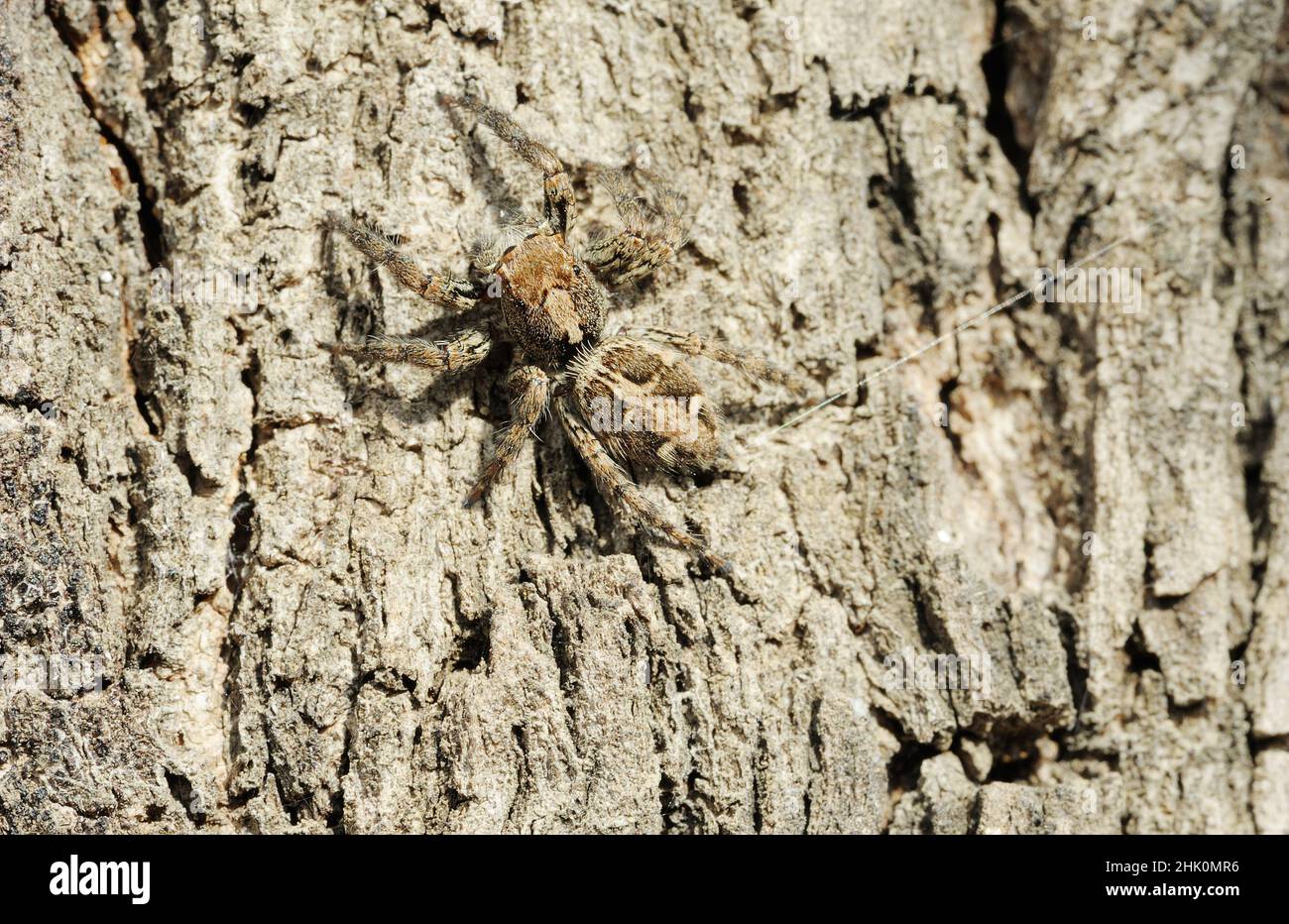 Primo piano della natura di Israele - Salticidae spider sulla struttura ad albero Foto Stock