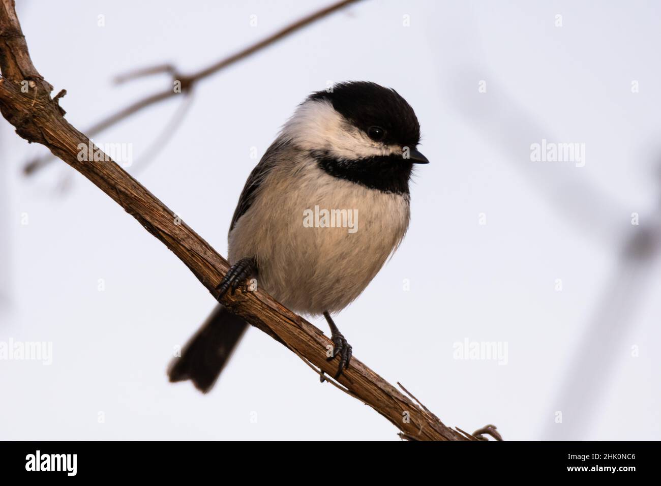 chickadee nero-capped appollaiato su un ramo dell'albero Foto Stock