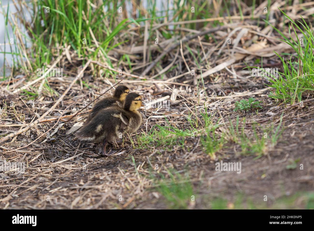 Piccola anatra presso lo stagno in erba verde. Foto di natura selvaggia con bokeh bello. Foto Stock