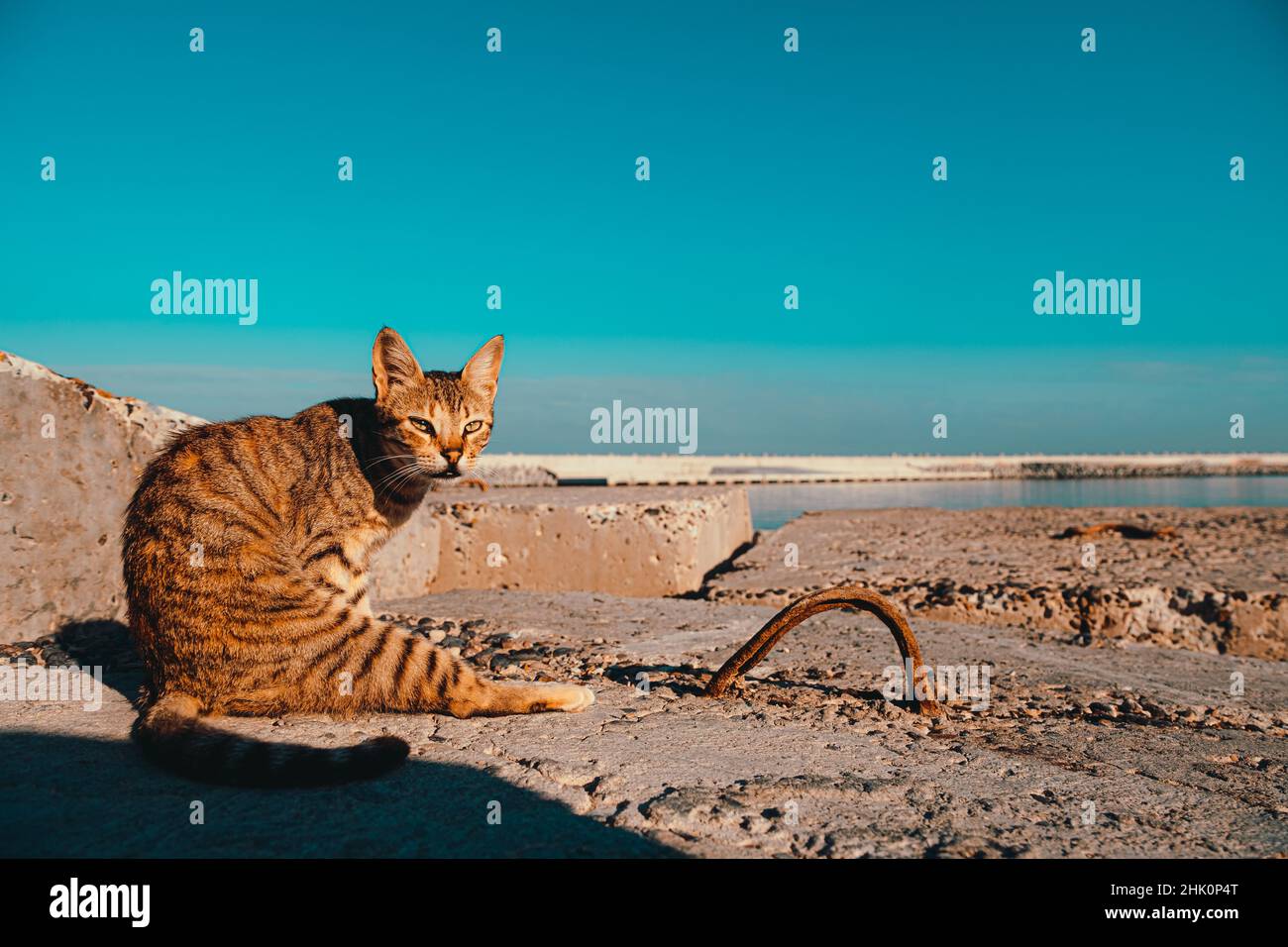 Gatto arancione sulle rive della città di Alessandria in egitto, allungando le gambe al sole Foto Stock