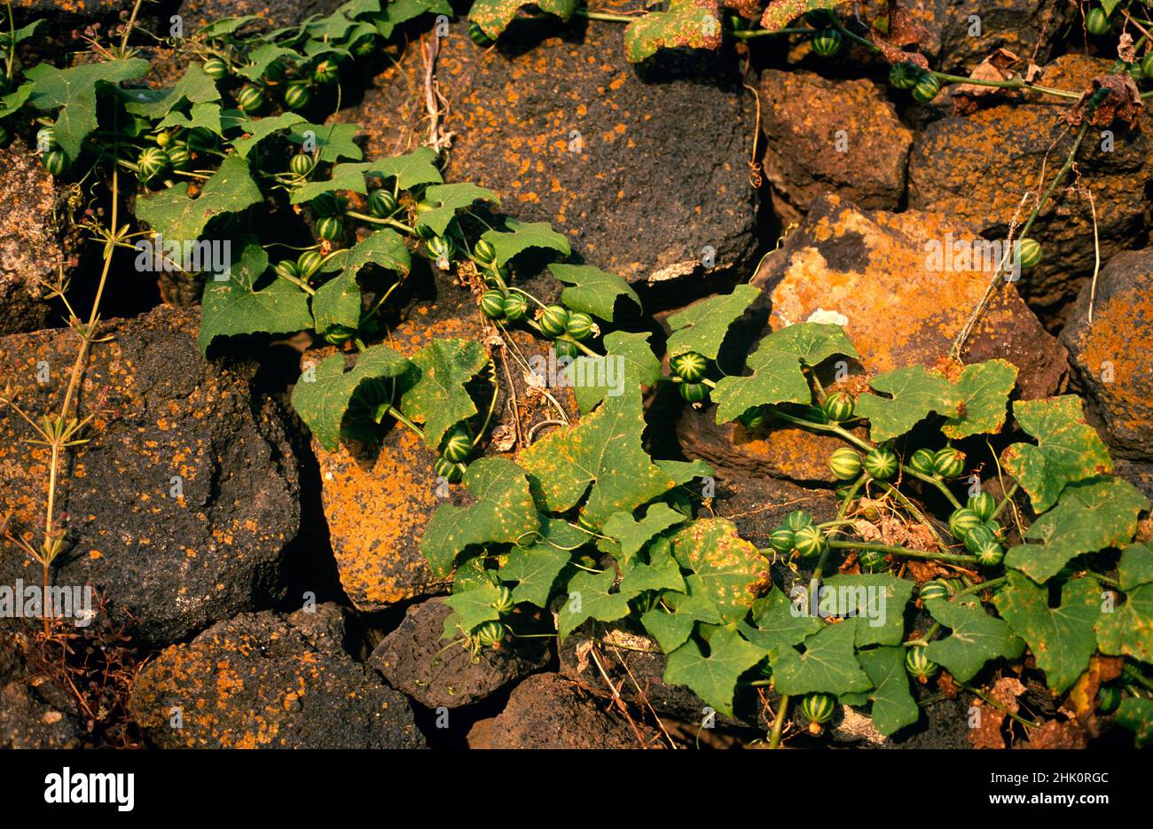 Venenillo (Bryonia verrucosa) è una pianta di arrampicata velenosa endemica alle Isole Canarie, ad eccezione di Fuerteventura. Foto Stock