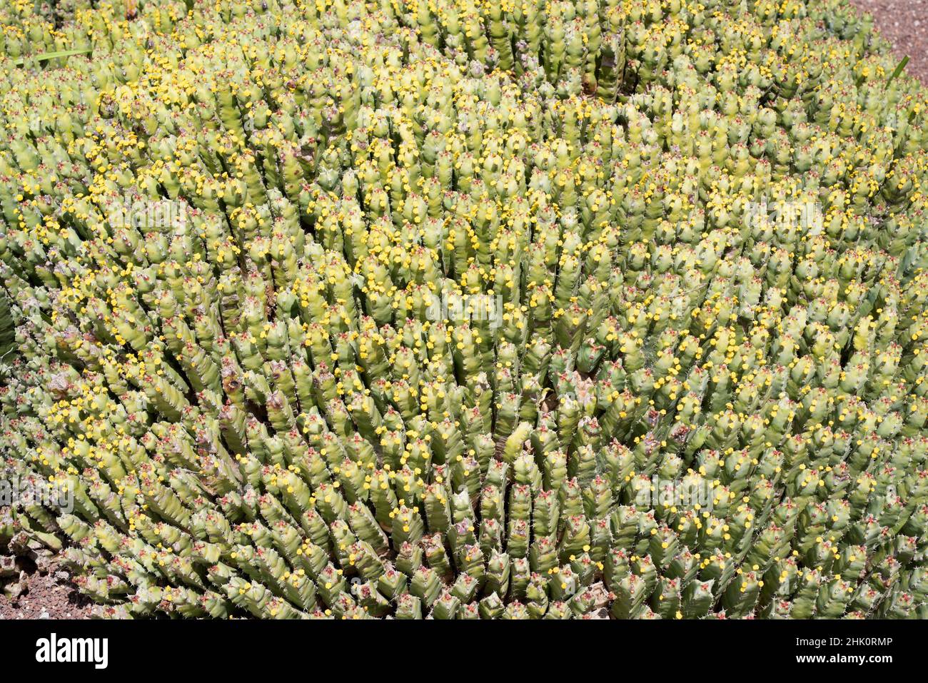 Lo sprurge di resina (Euphorbia resinifera) è un arbusto cactiforme endemico del Marocco. Il lattice è tossico. Foto Stock