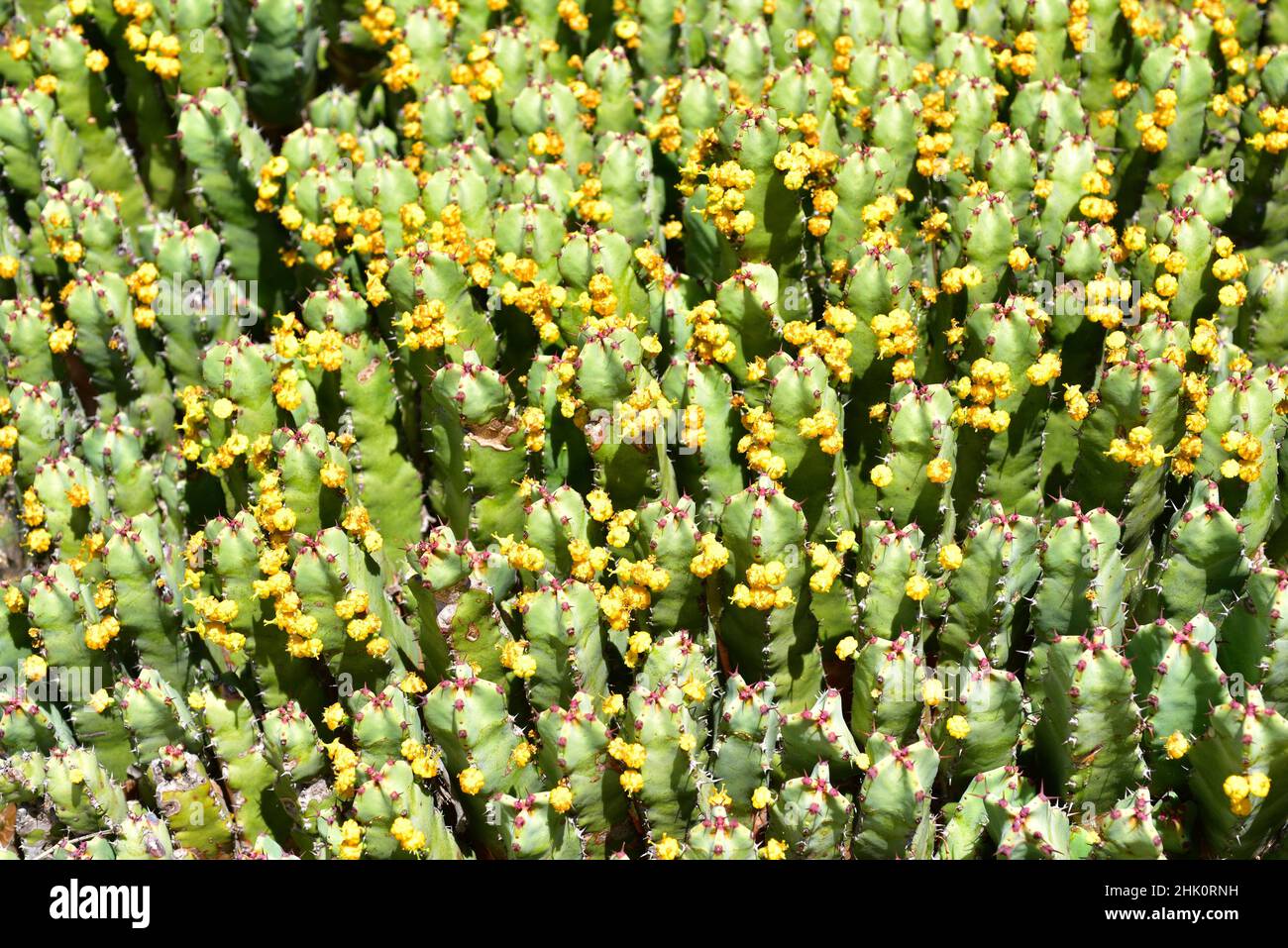 Lo sprurge di resina (Euphorbia resinifera) è un arbusto cactiforme endemico del Marocco. Il lattice è tossico. Foto Stock