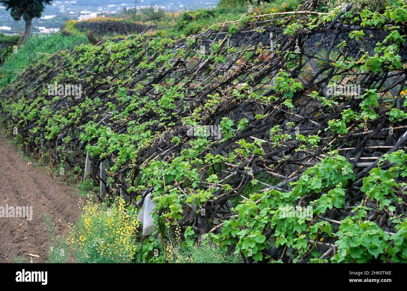 Vigneto (Vitis vinifera) a Tenerife, Isole Canarie, Spagna. Foto Stock