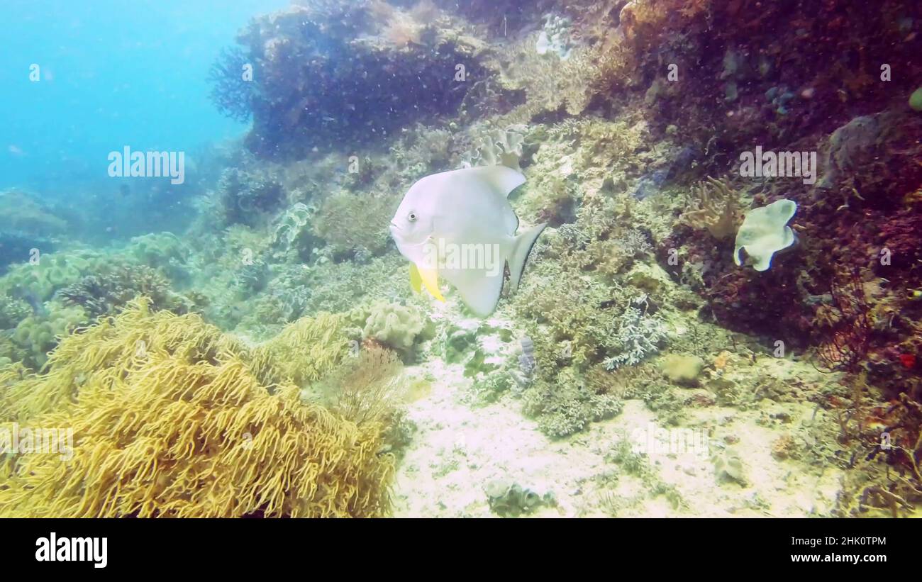 Diretto dritto verso il semaforo. 4k video di un batfish orbiculato che nuota in profondità nell'oceano. Foto Stock