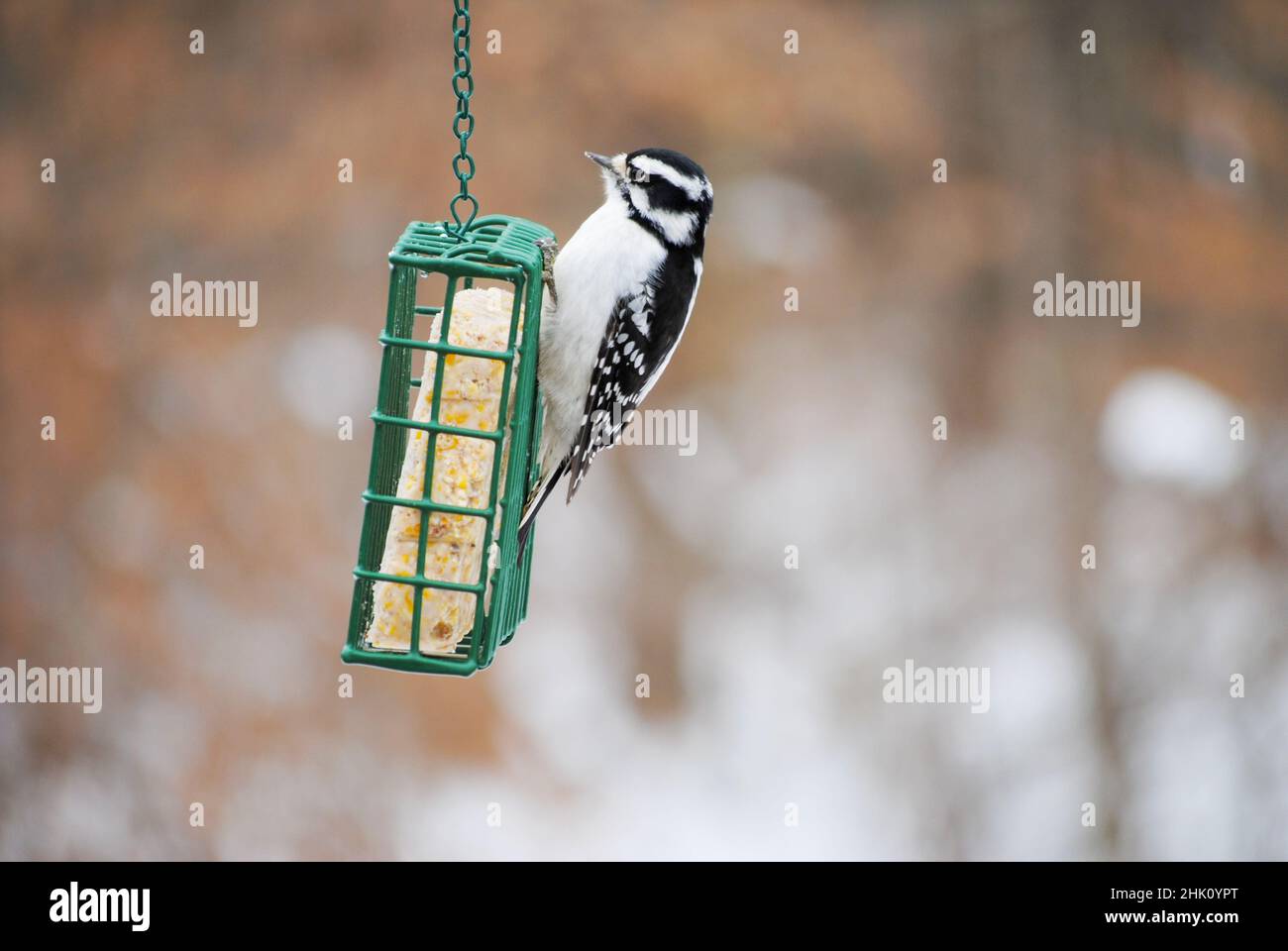 Woodpecker su un alimentatore Suet in inverno Foto Stock