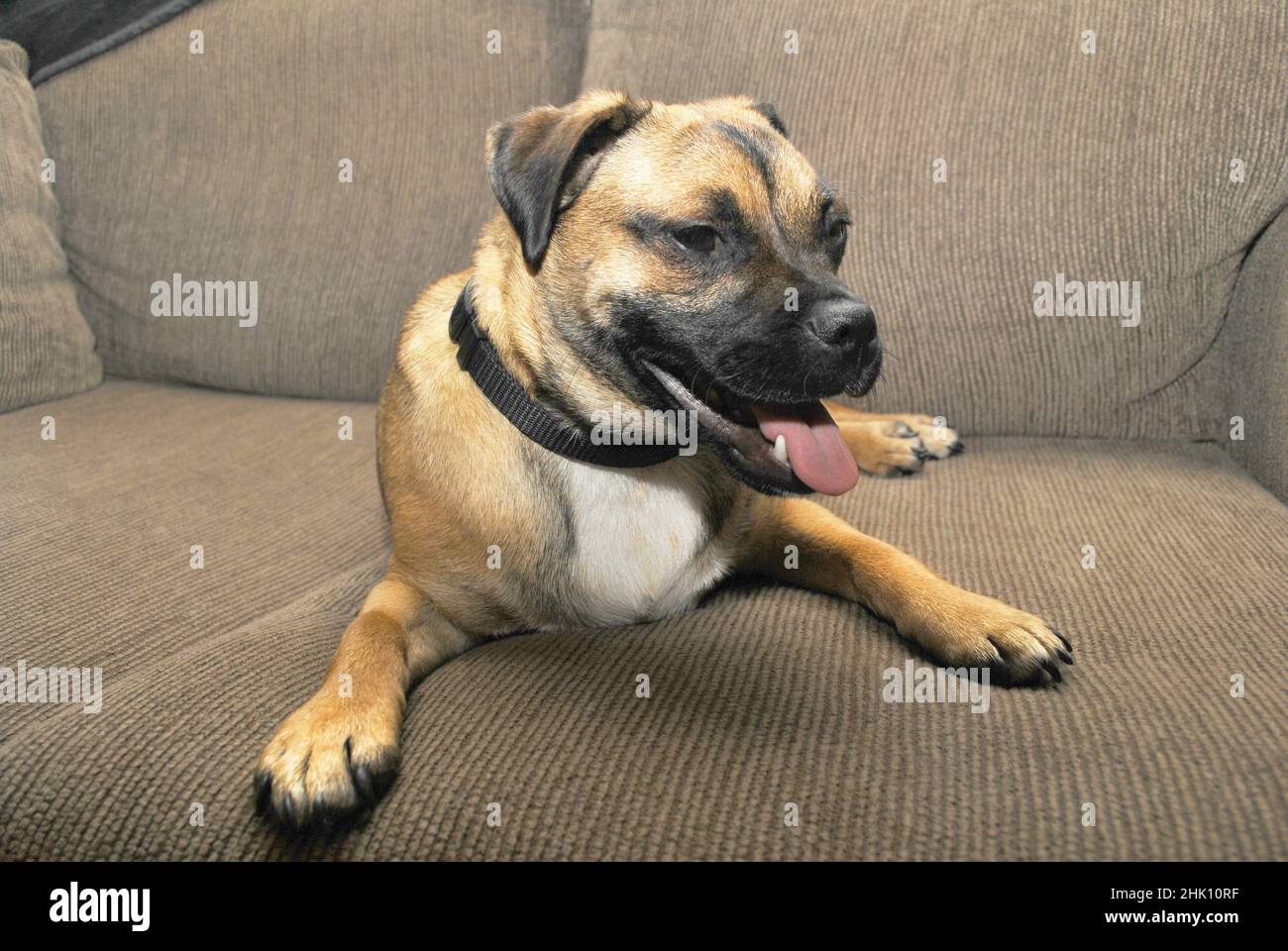 Cucciolo che riposa dopo una dura giornata di gioco Foto Stock