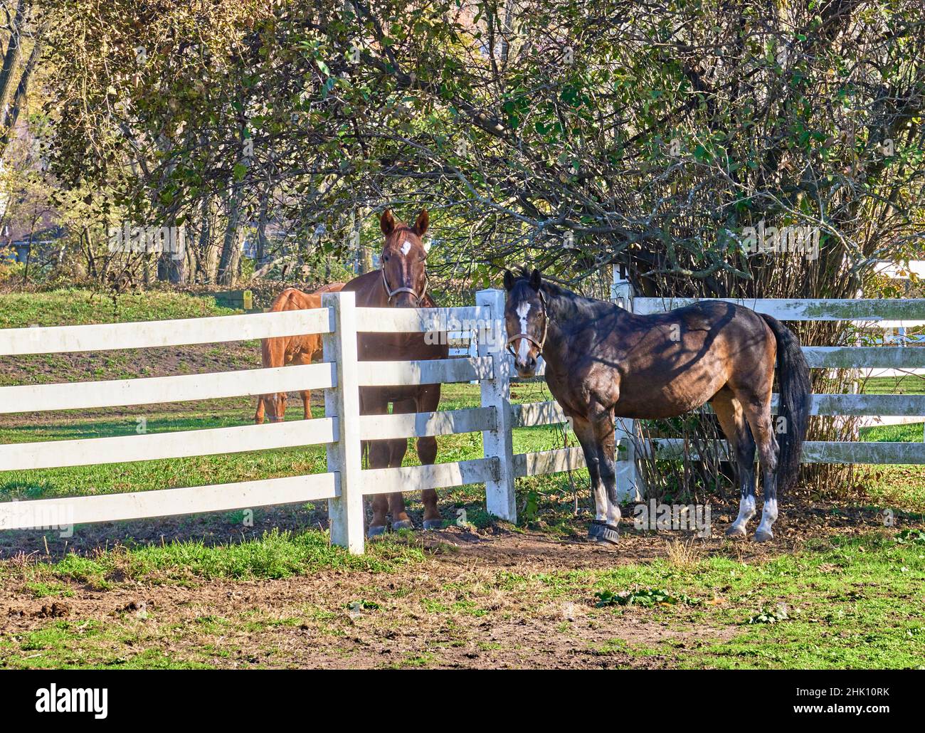 Due cavalli, recinzione bianca nel Overpeck Bergen County Park a Leonia, NJ, USA. Foto Stock