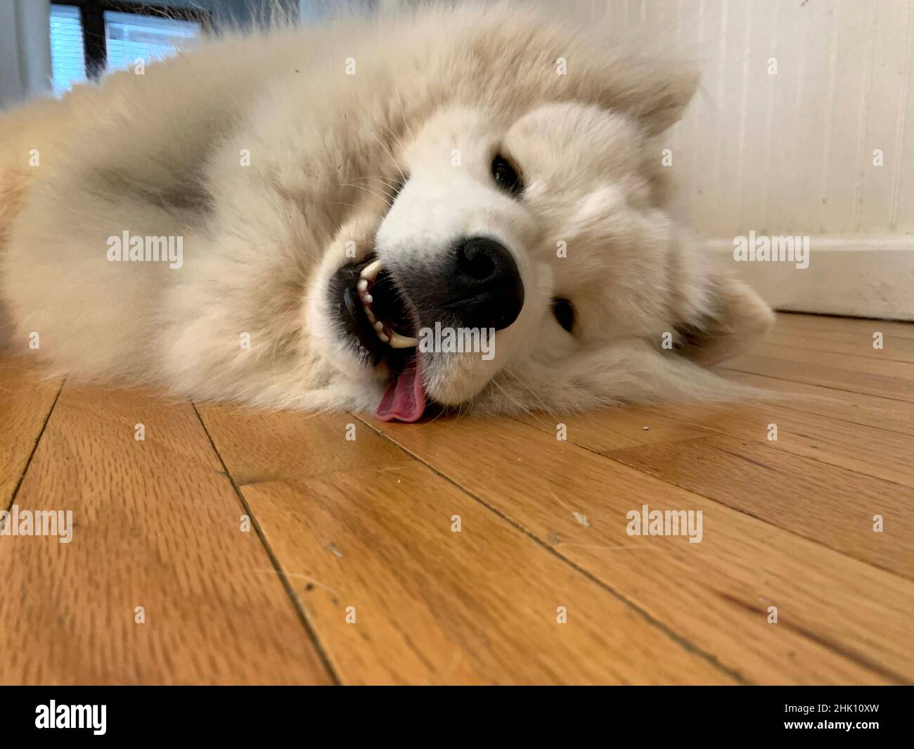 carino cane samoyed con la lingua fuori Foto Stock