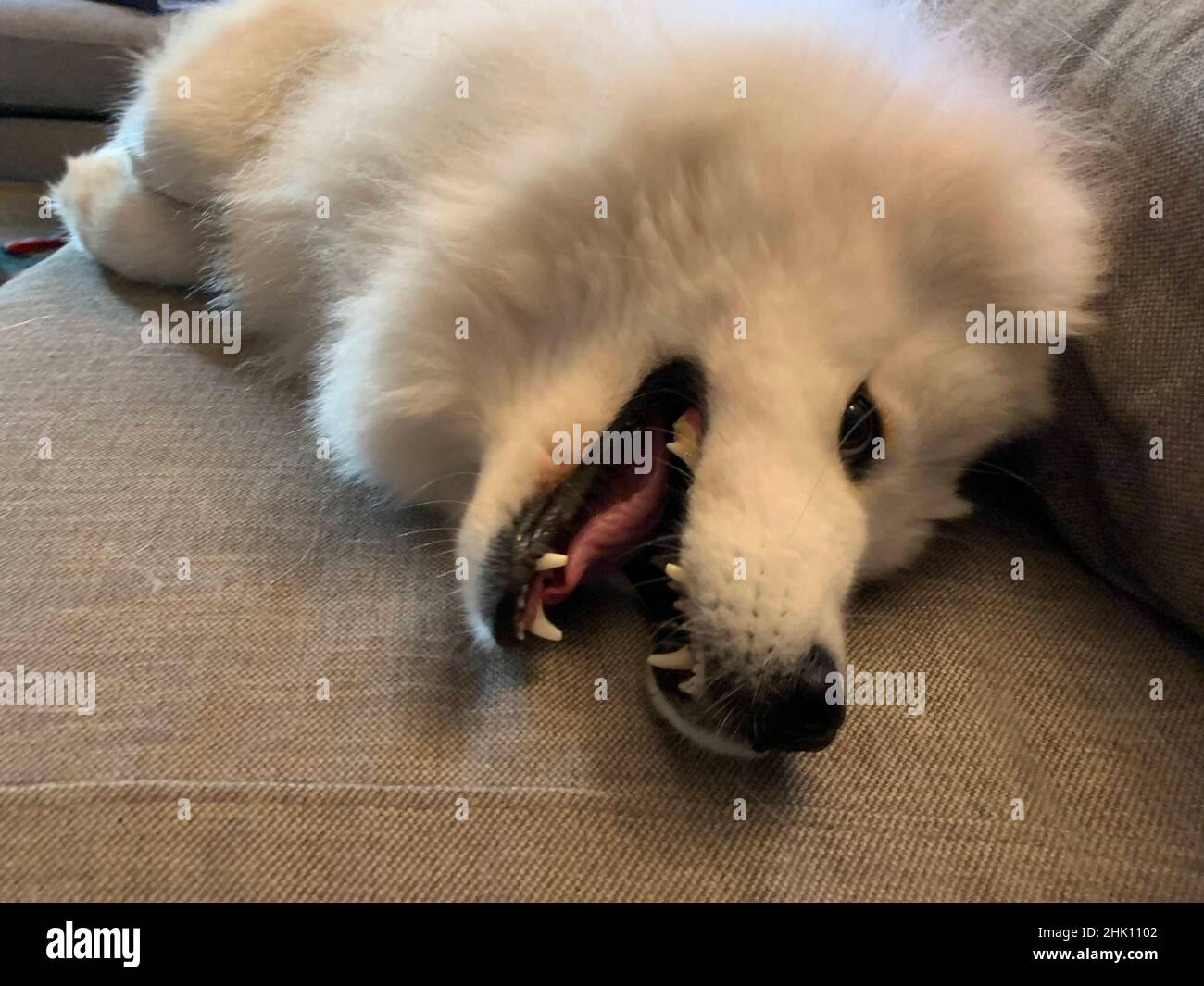 carino cane samoyed primo piano Foto Stock