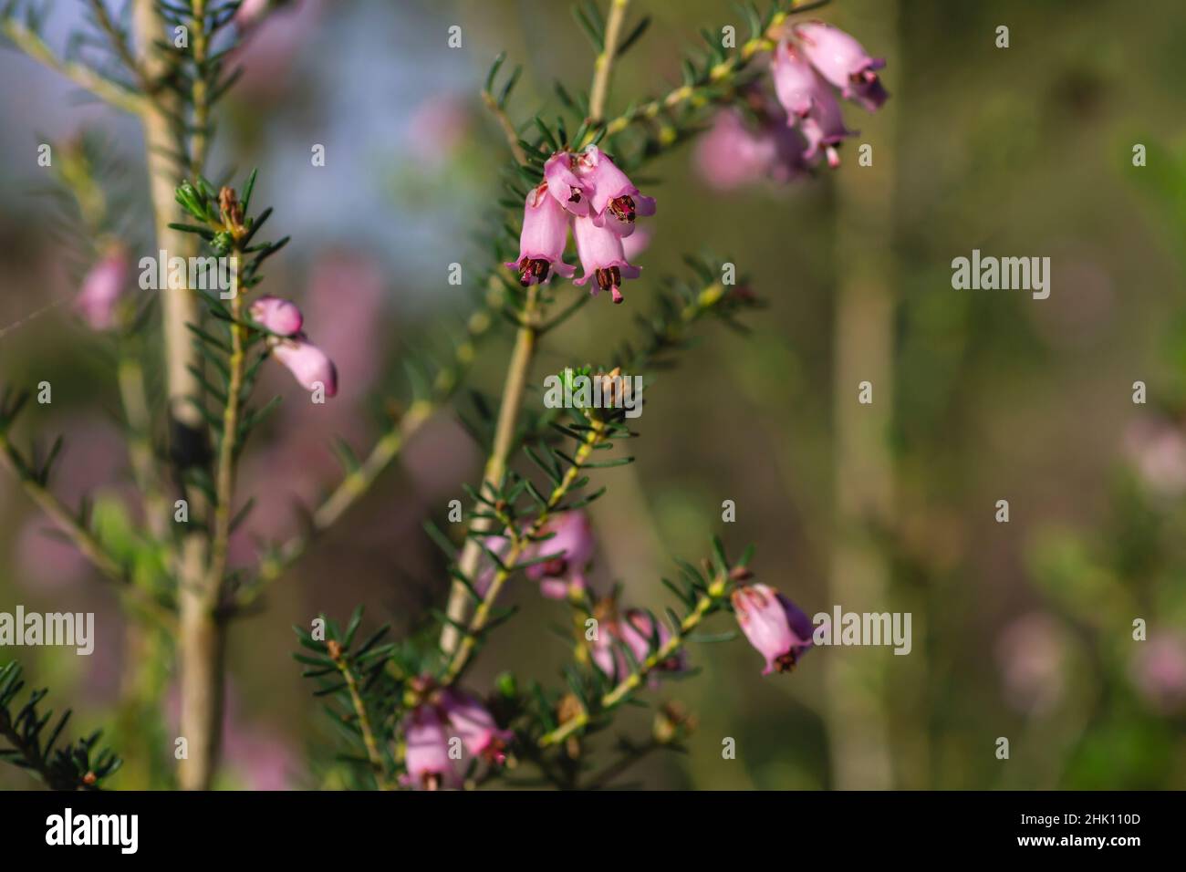 Particolare della brughiera irlandese - Erica Erigenea - fiori rosa fioritura in primavera Foto Stock