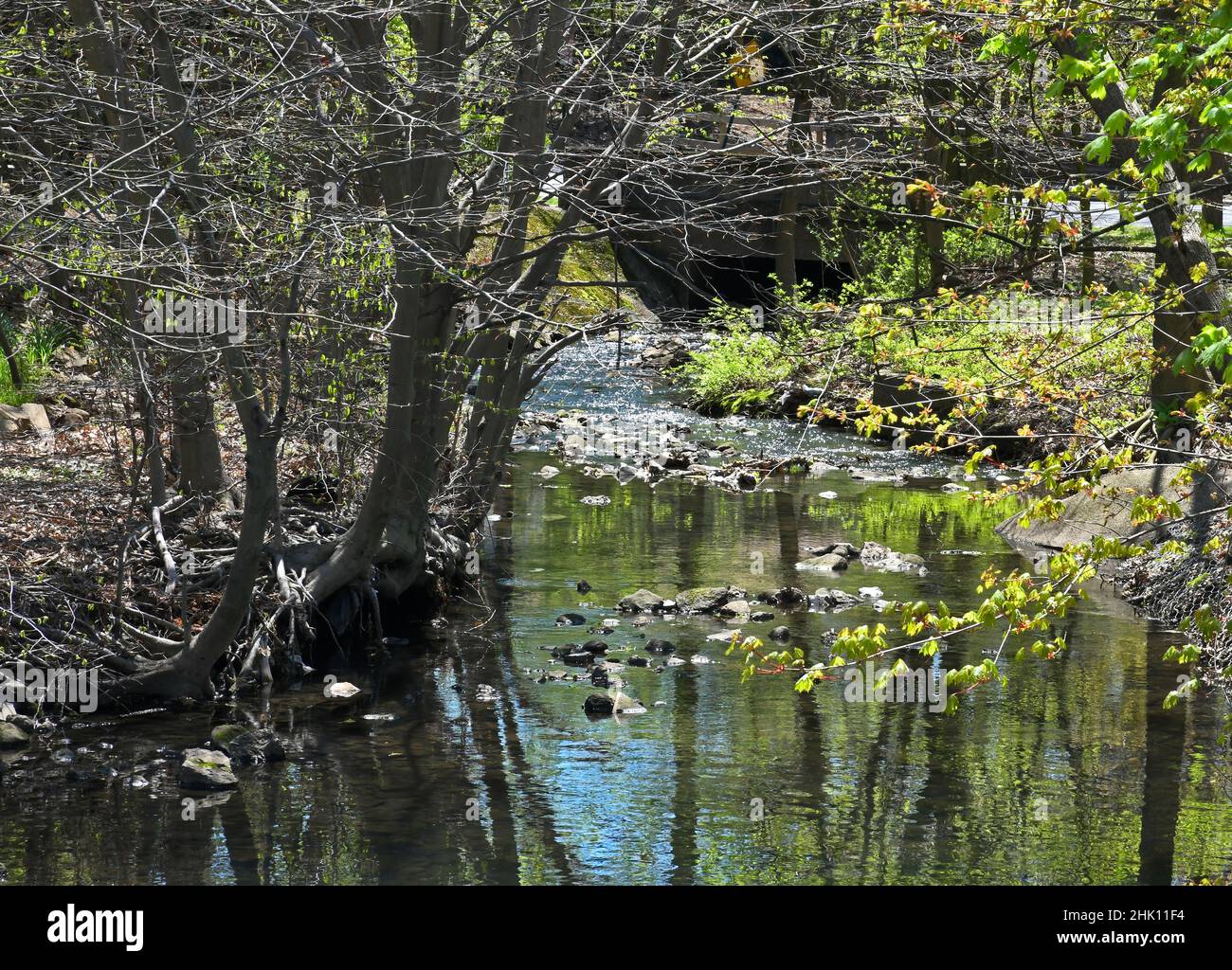 Wolf Creek è un ruscello che scorre e fa parte di uno spartiacque che si svuota nelle Hackensack Meadowlands, NJ, USA. Foto Stock