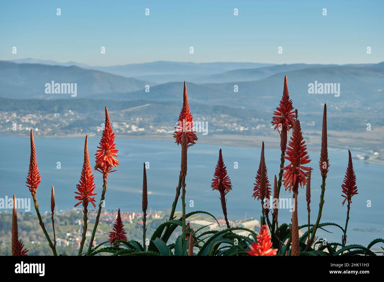 Aloe arborescens succulente pianta inverno fioritura fiori rossi Foto Stock