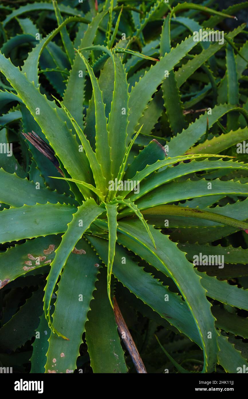 Aloe arborescens pianta succulenta foglie verdi con punte sui bordi Foto Stock