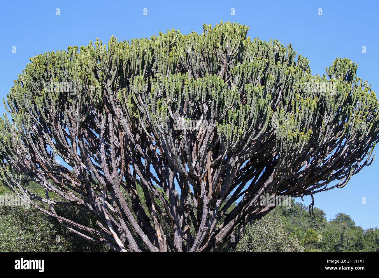 Naboom Tree, Parco Nazionale di Pilanesberg Foto Stock
