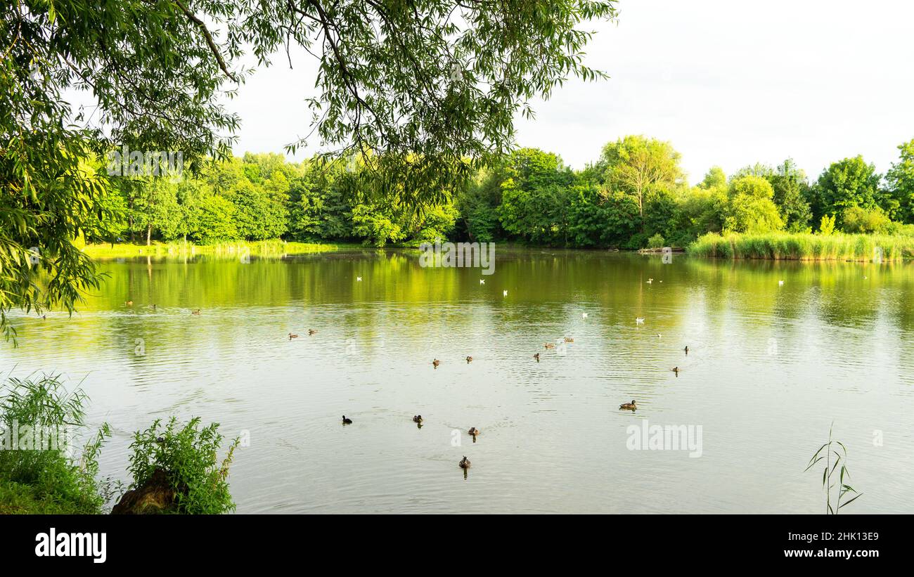 Anatre e altri uccelli acquatici nuotano su uno stagno nel South Park, Kaliningrad, Russia. Uccelli della città. Alberi e cespugli lungo un laghetto o un fiume. Vista dall'opposto Foto Stock