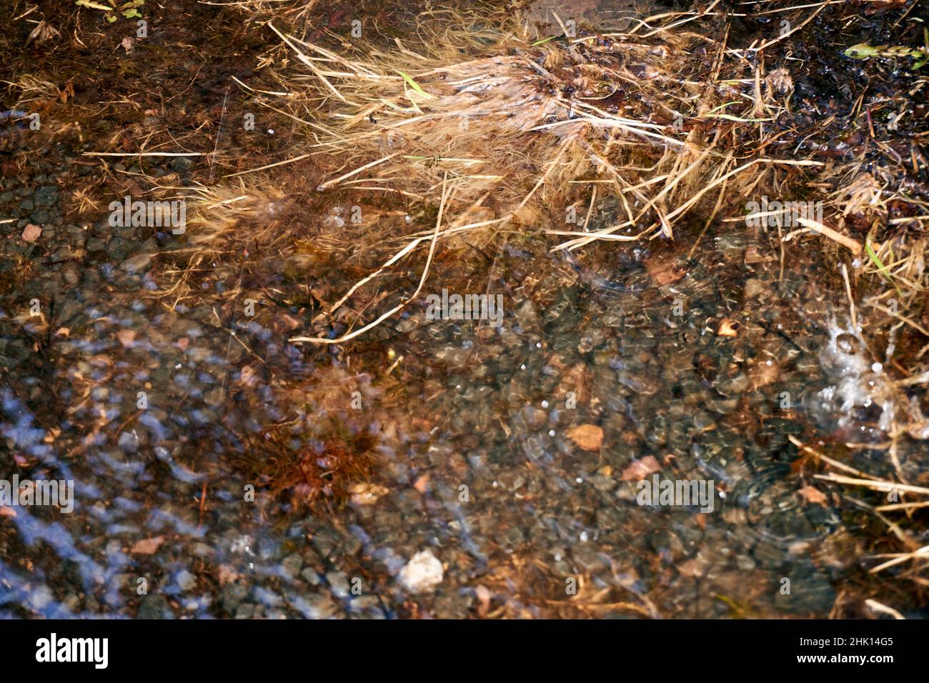 Grande puddle: La pioggia cade in un puddle e gocce d'acqua sulla superficie increspano Foto Stock
