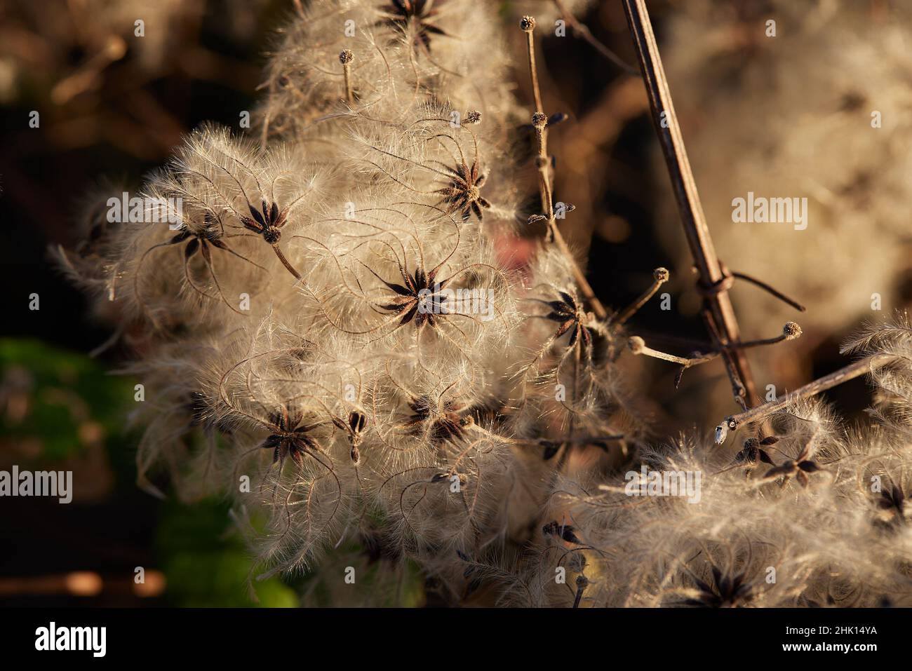 Primo piano di teste di semi asciutti visto in inverno nel giardino. Foto Stock