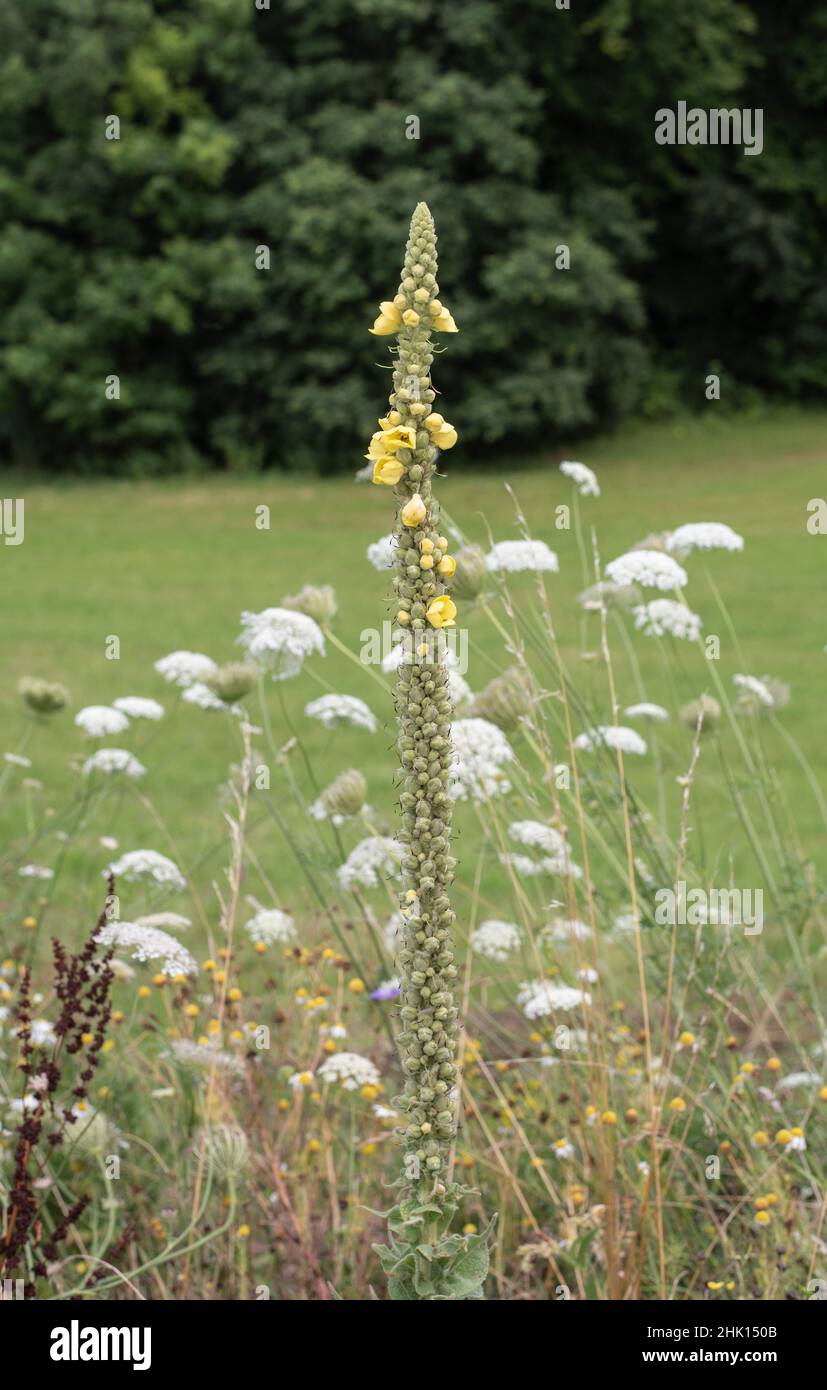 un trullein maggiore o verbascum thapsus con fiori gialli in un prato Foto Stock