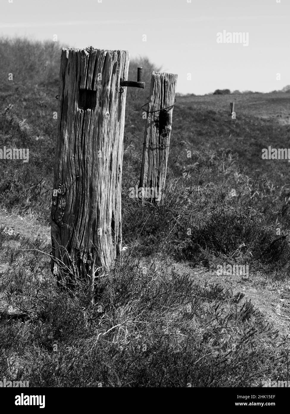 Vecchi pali in legno per cancelli di campo Foto Stock