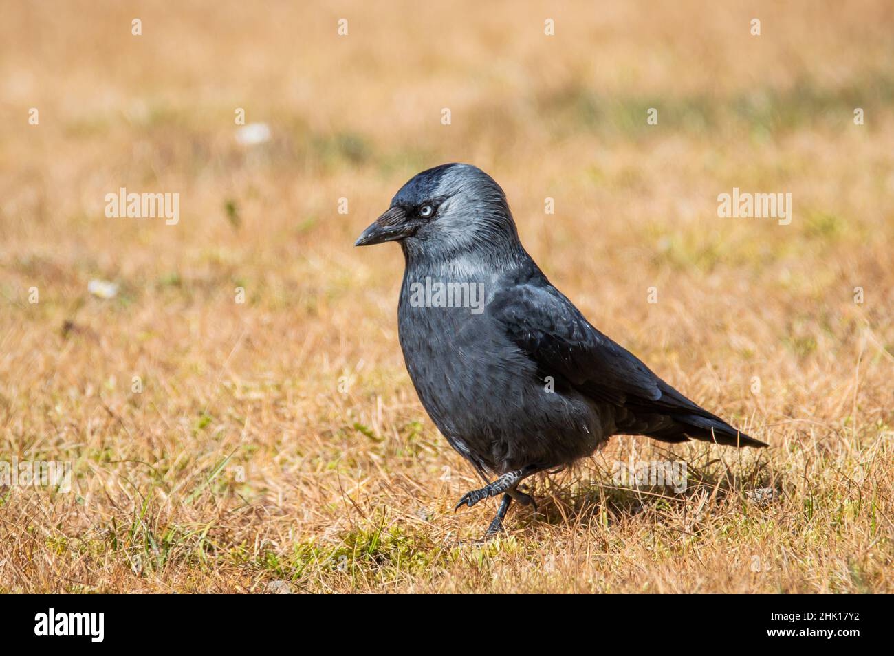 Jackdaw che cammina su praterie secche Foto Stock