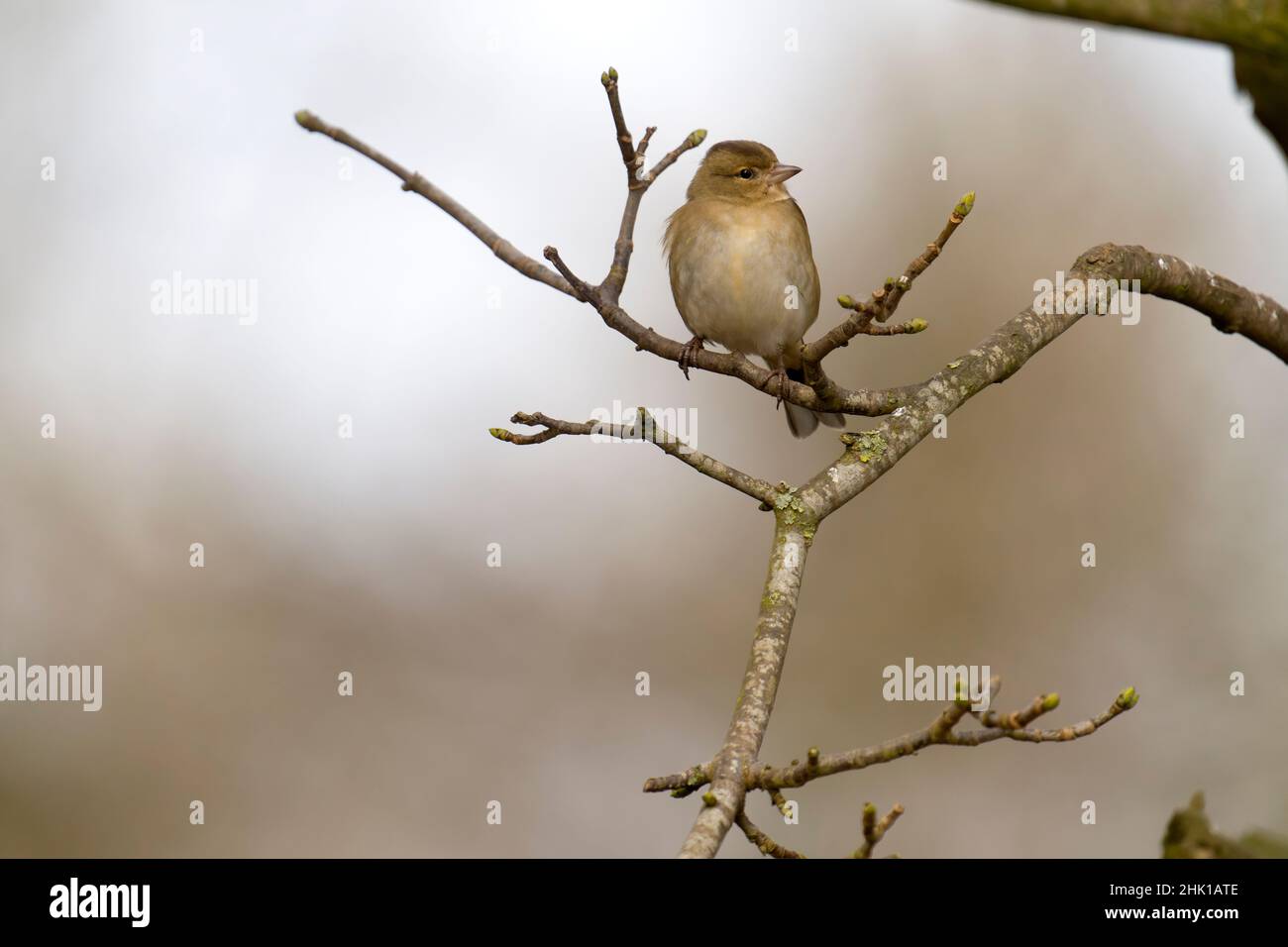 Chaffinch, Fringilla coelebs, single femmina sul ramo, Warwickshire, gennaio 2022 Foto Stock