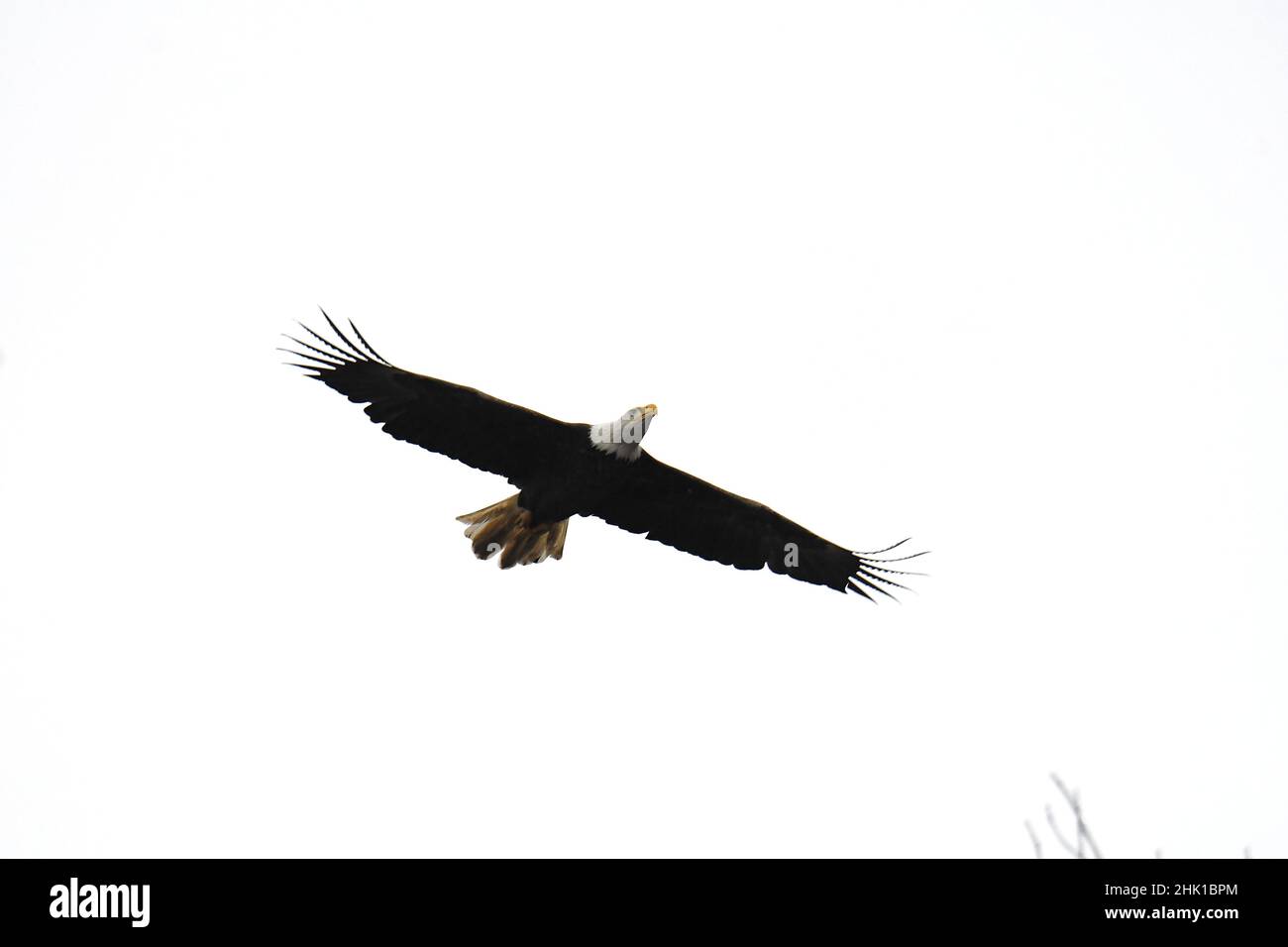 L'aquila Bald per adulti in volo è saltata fuori dal cielo Foto Stock