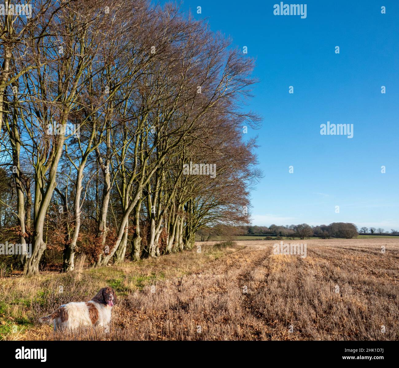 Un fegato e bianco Springer Spaniel in piedi in stoppie di raccolto al bordo del campo e un piccolo bosco. Norfolk, Regno Unito Foto Stock