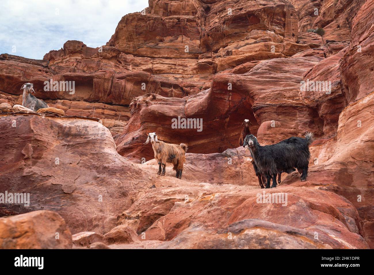 Gruppo di capre in piedi su formazioni rocciose rosse a Petra, Giordania Foto Stock
