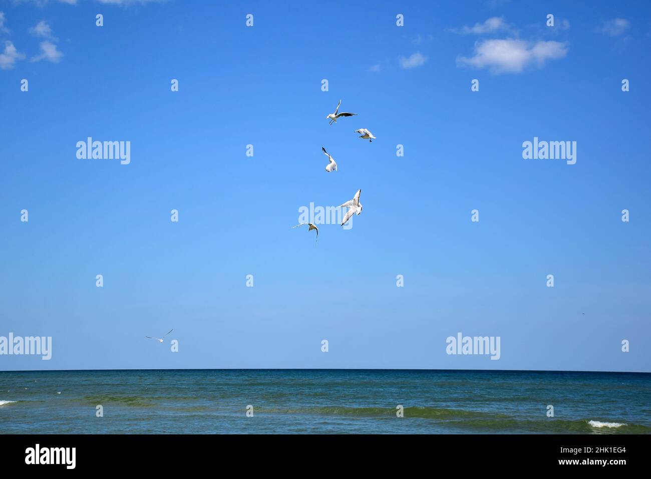 Diversi uccelli gabbiano volano sul mare e combattono per il cibo contro il cielo blu Foto Stock