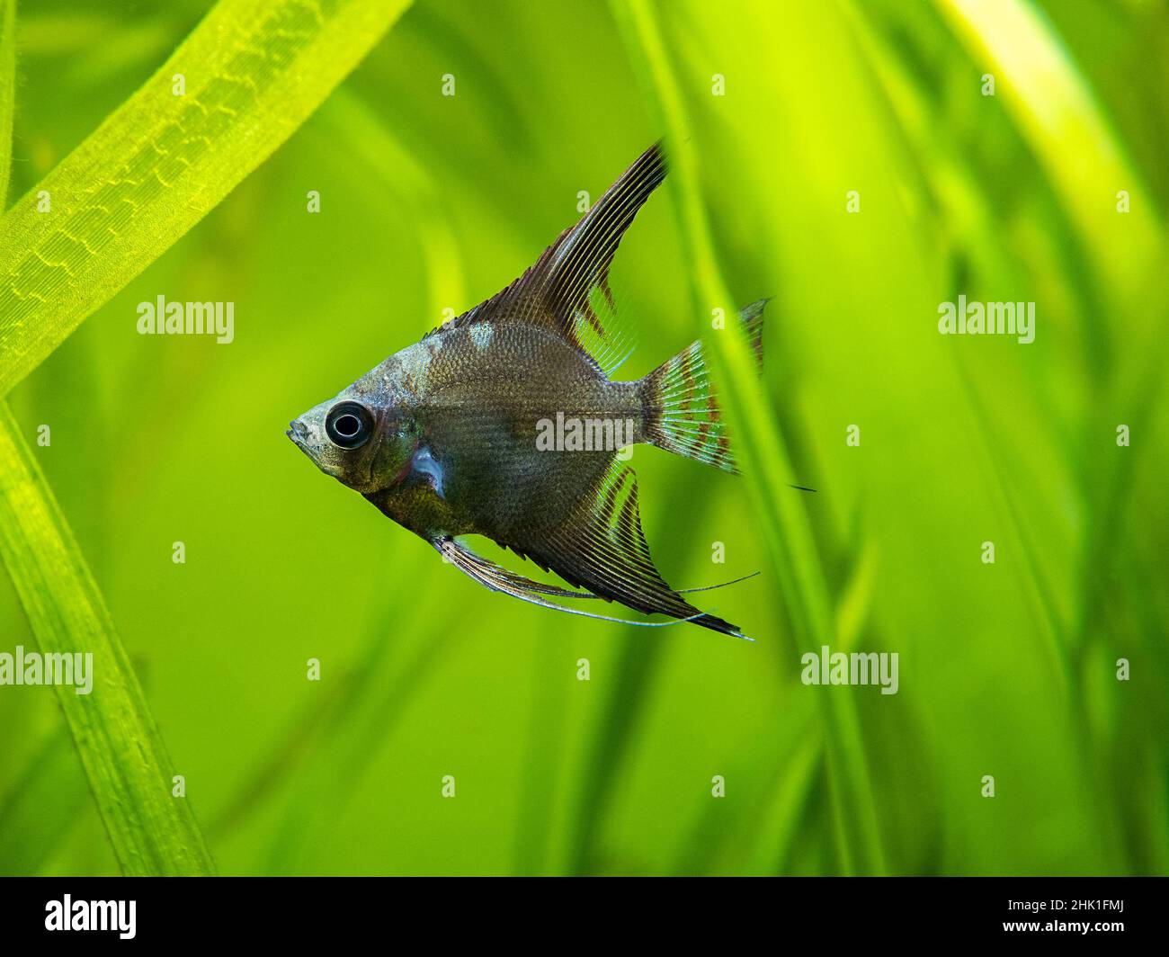 angelfish blu amazzonico (Pterophyllum scalare) isolato in pesci cisterna con sfondo sfocato Foto Stock