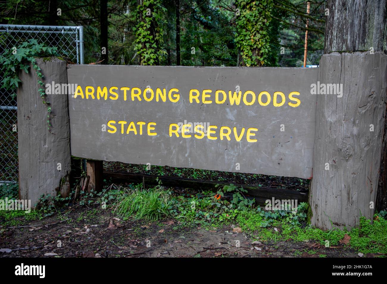 Armstrong Redwoods è un piccolo stand di sequoie appena a nord di Guerneville, California. Foto Stock