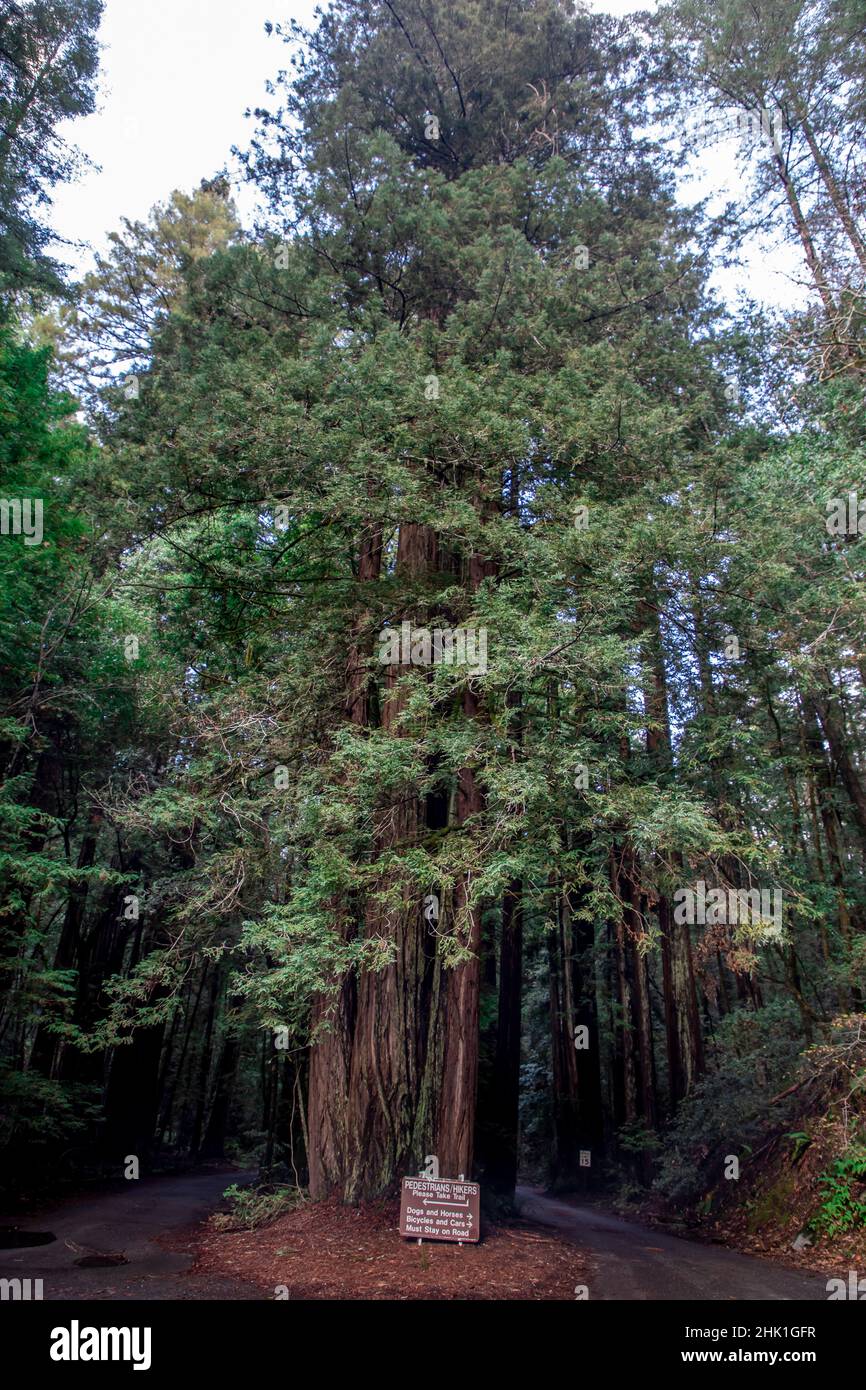 Armstrong Redwoods è un piccolo stand di sequoie appena a nord di Guerneville, California. Foto Stock